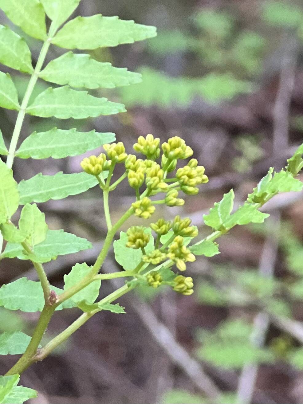 森育ち！天然の花山椒 20g：福島県産の花山椒｜食べチョク｜産地直送