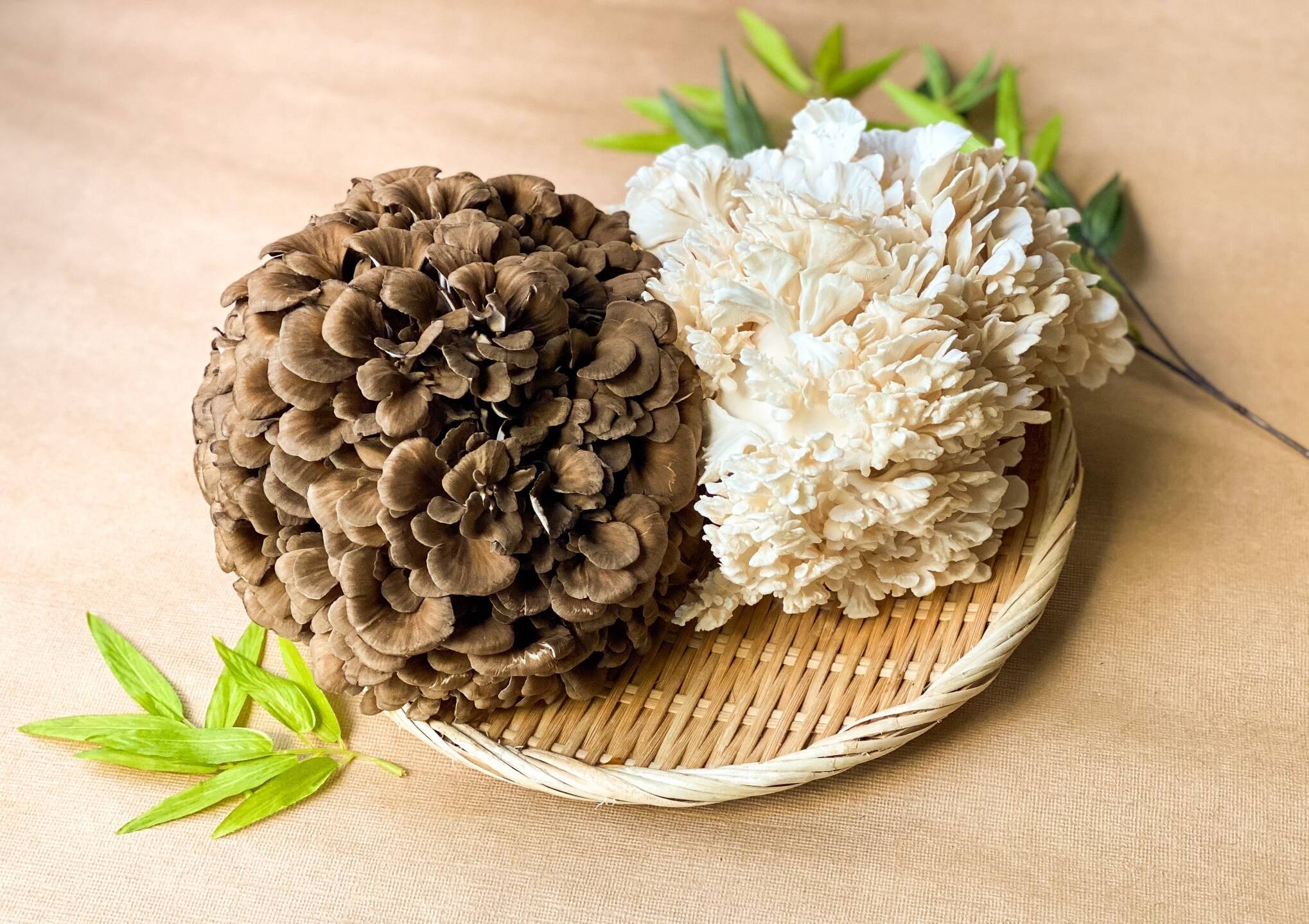 白黒セット！濃厚味わい！苦み少ない「びっくり舞茸」計2株