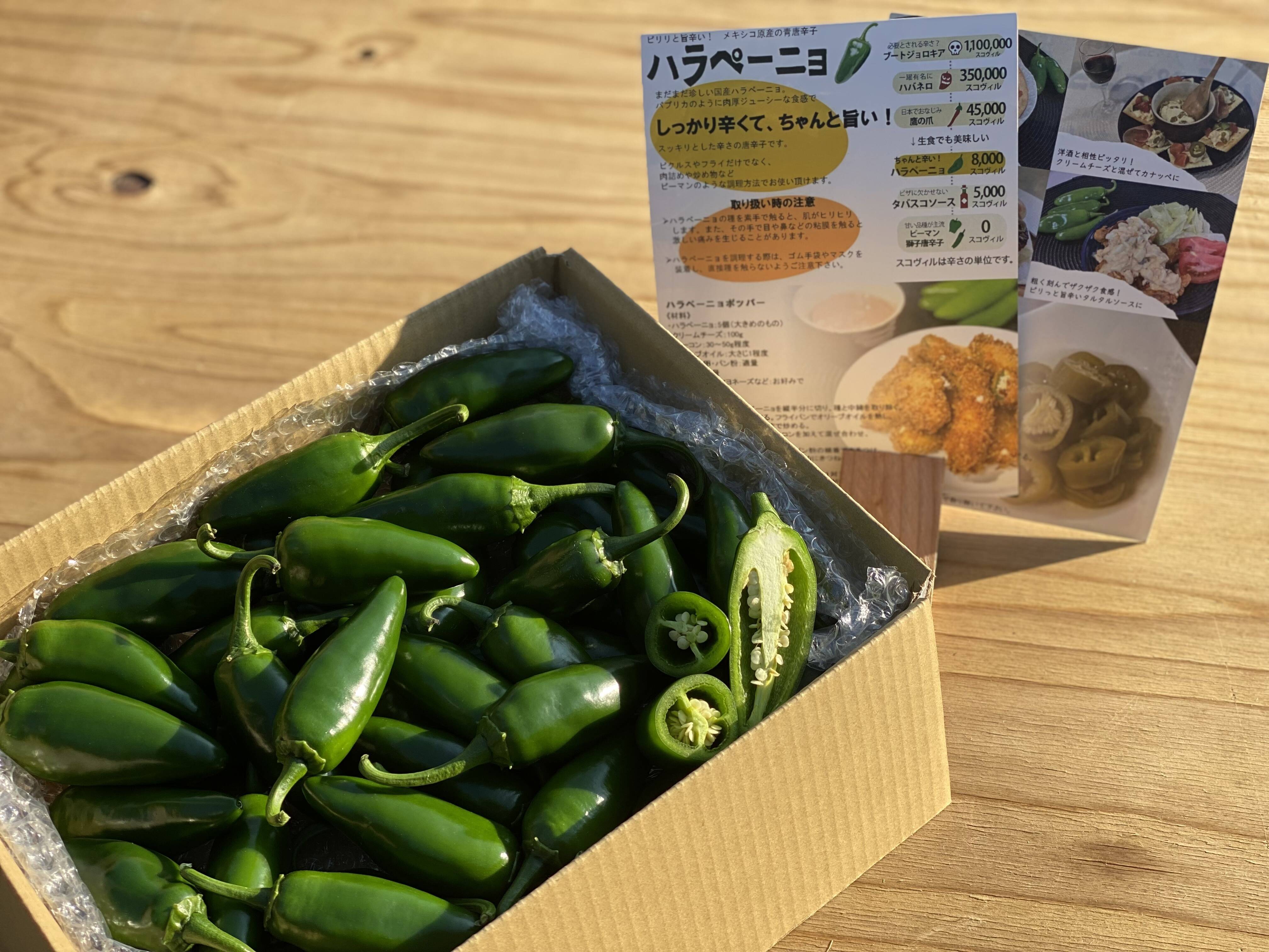 しっかり辛くてちゃんと旨い 国産ハラペーニョ1kg 福岡県産の野菜 食べチョク 産地直送 産直 お取り寄せ通販 農家 漁師から旬の食材を直送