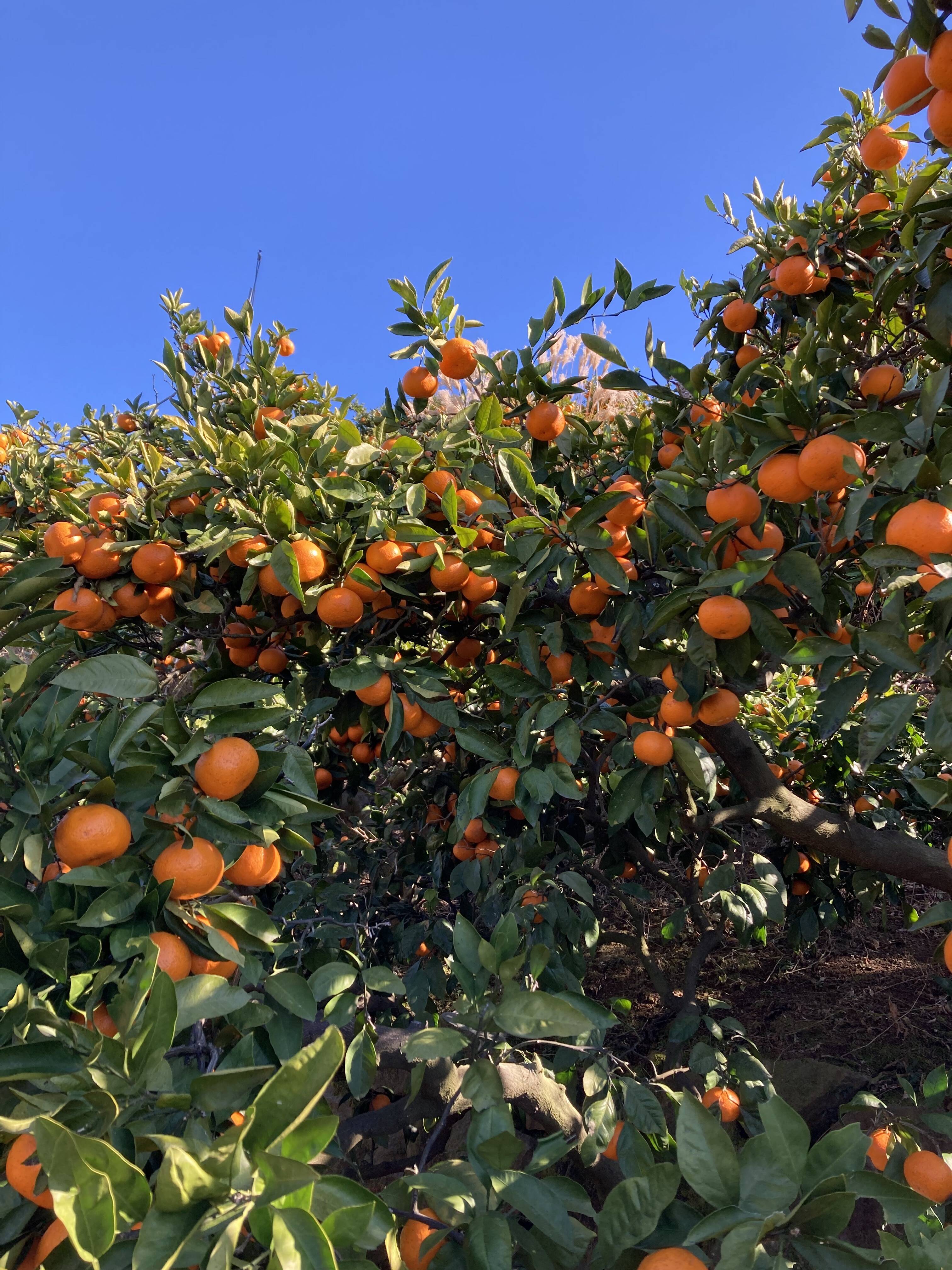 越冬完熟・濃厚・絶品】『プレミアム興津早生みかん（S玉・M玉）』 3kg