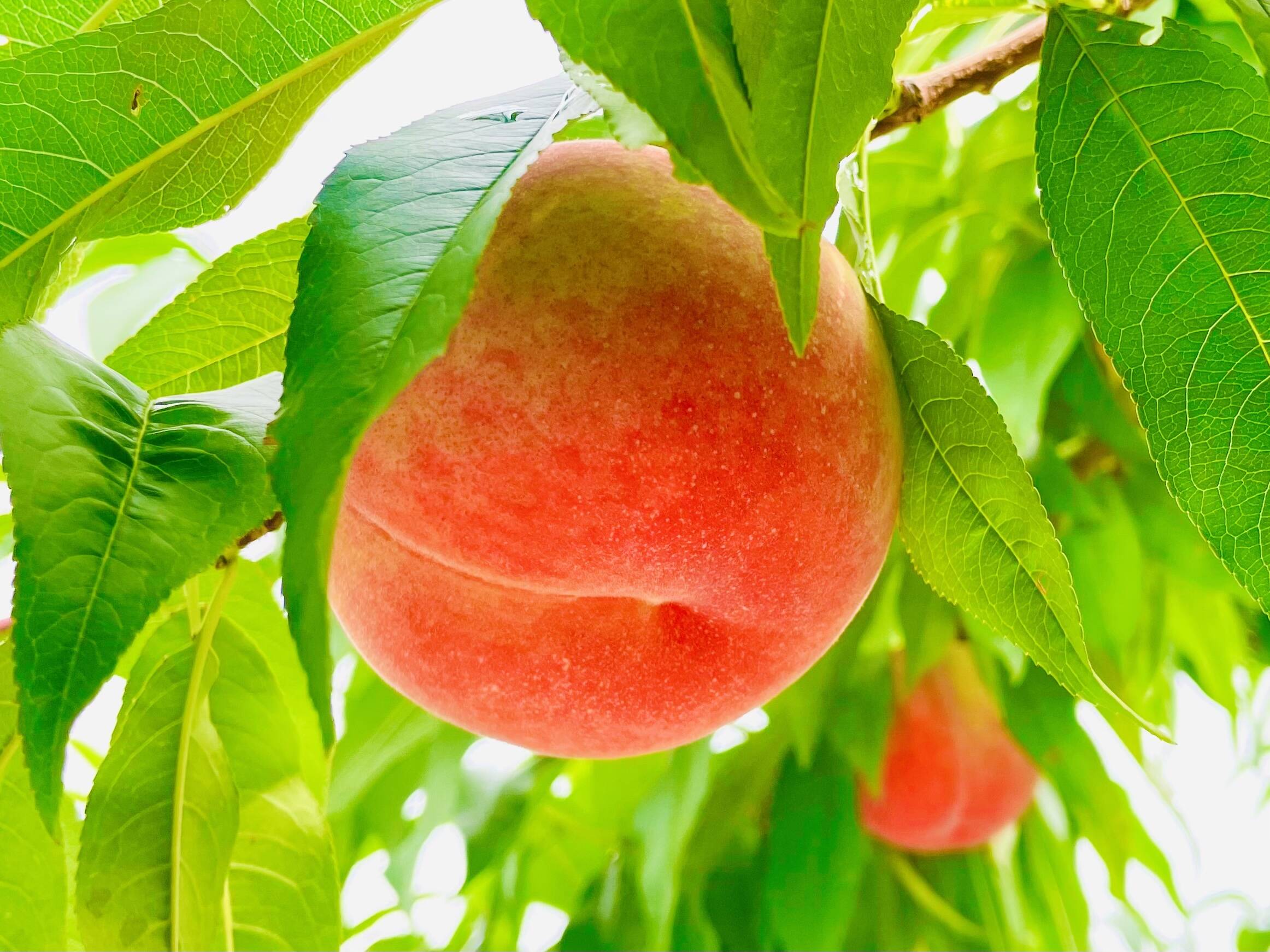 桃 あかつき 良品 約3kg (9個〜13個)数量限定：長野県産のあかつき