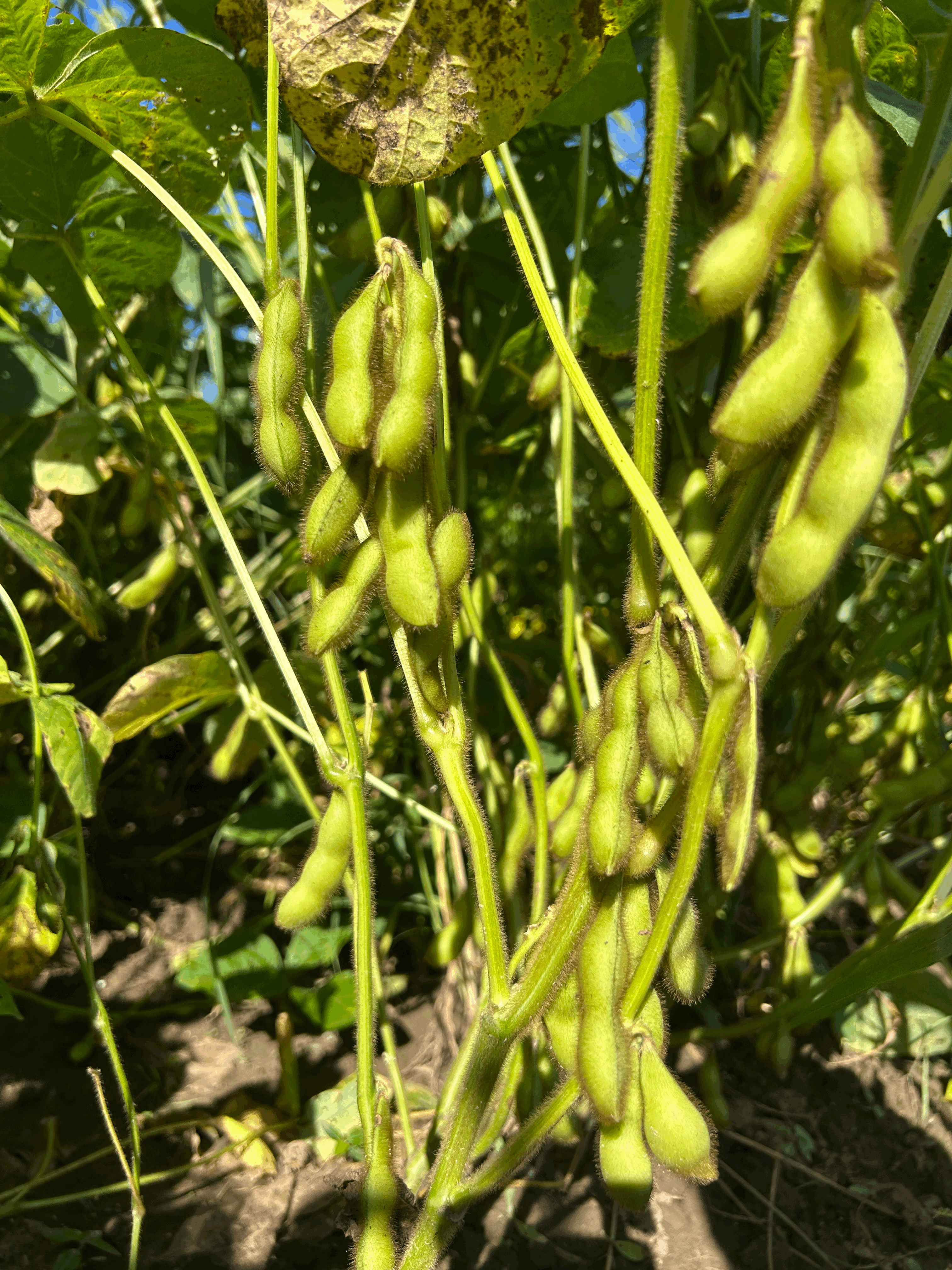 食べ始めたら止まらないっ！！自然栽培の枝豆祝黒(4kg)：北海道産の