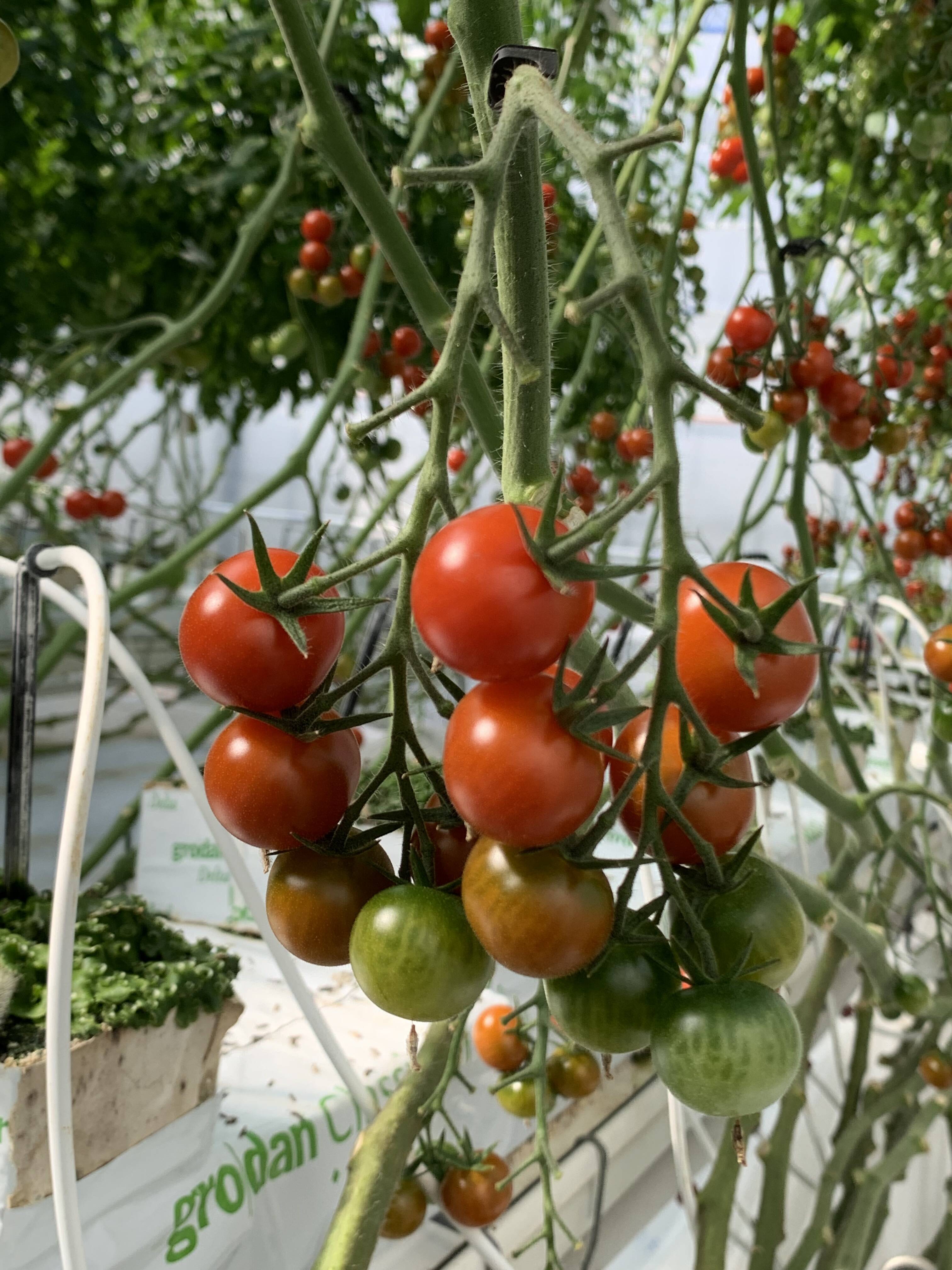 パリッと！新鮮！ミニトマトの2品種セット【4パック】：千葉県産の