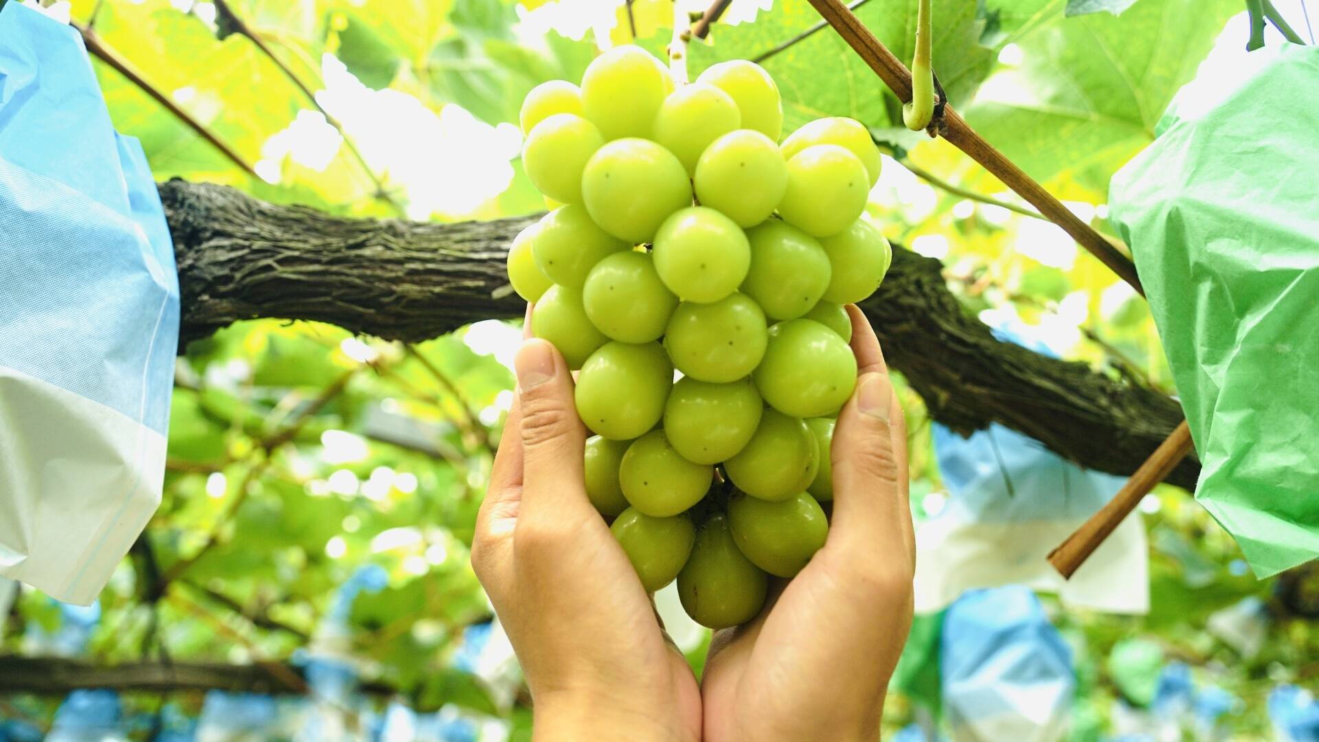 お試しサイズ”【濃厚芳醇】シャインマスカット 500g 1房 佐賀県唐津産