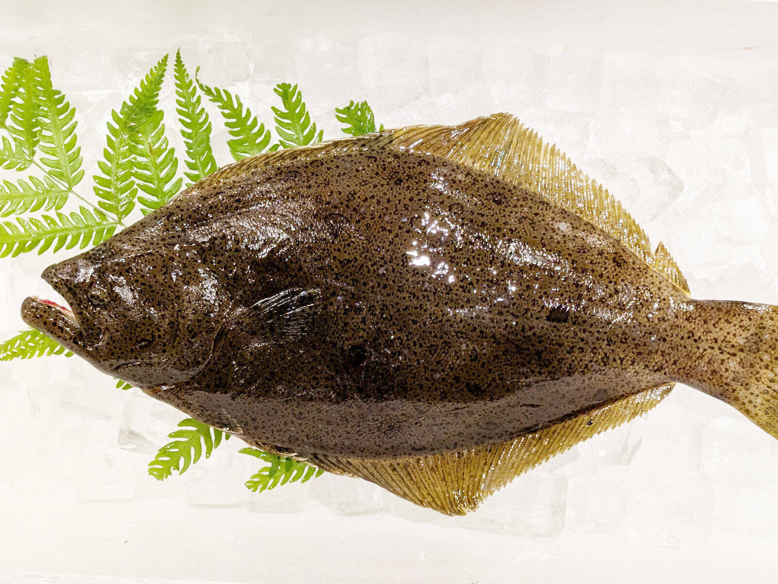 ec2477e2972b77a61564794123d178