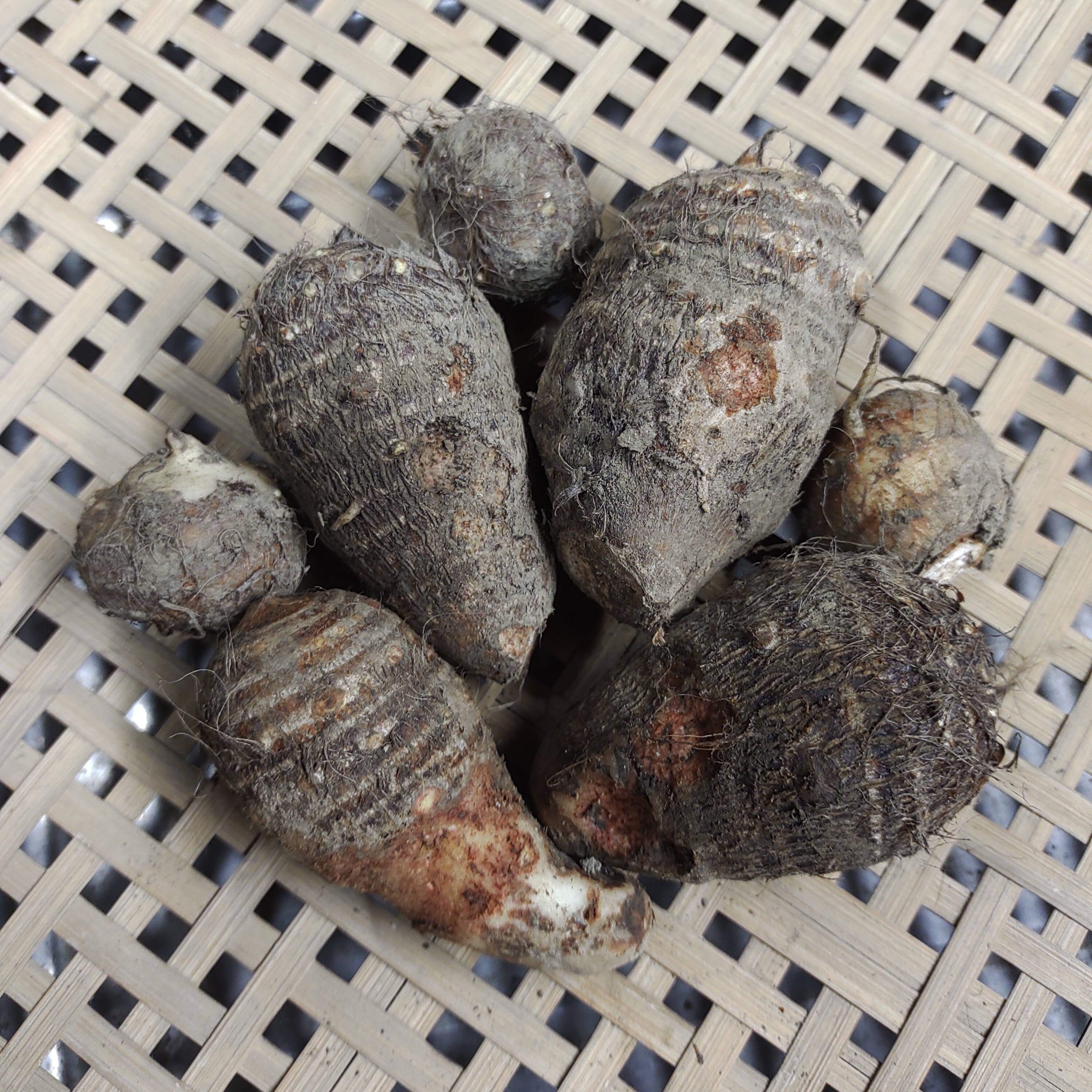 なゆた農場][訳あり]里芋(土垂)B品2kg：兵庫県産の土垂｜食べチョク