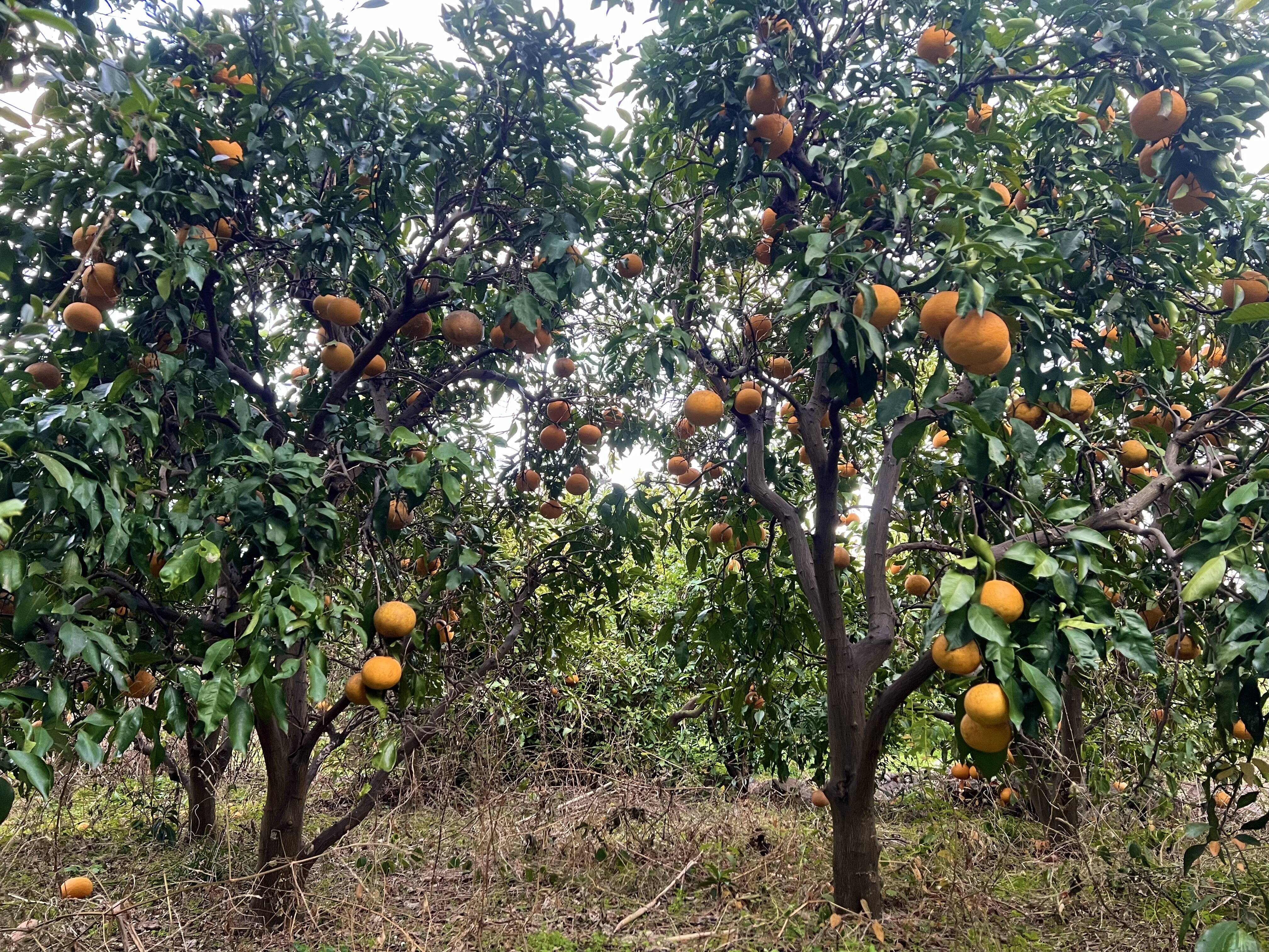 公式限定 福袋 - 公式通販オンラインショップ 自然農で育った清見オレンジ 5kg：和歌山県産のみかん・柑橘類 米・雑穀・粉類