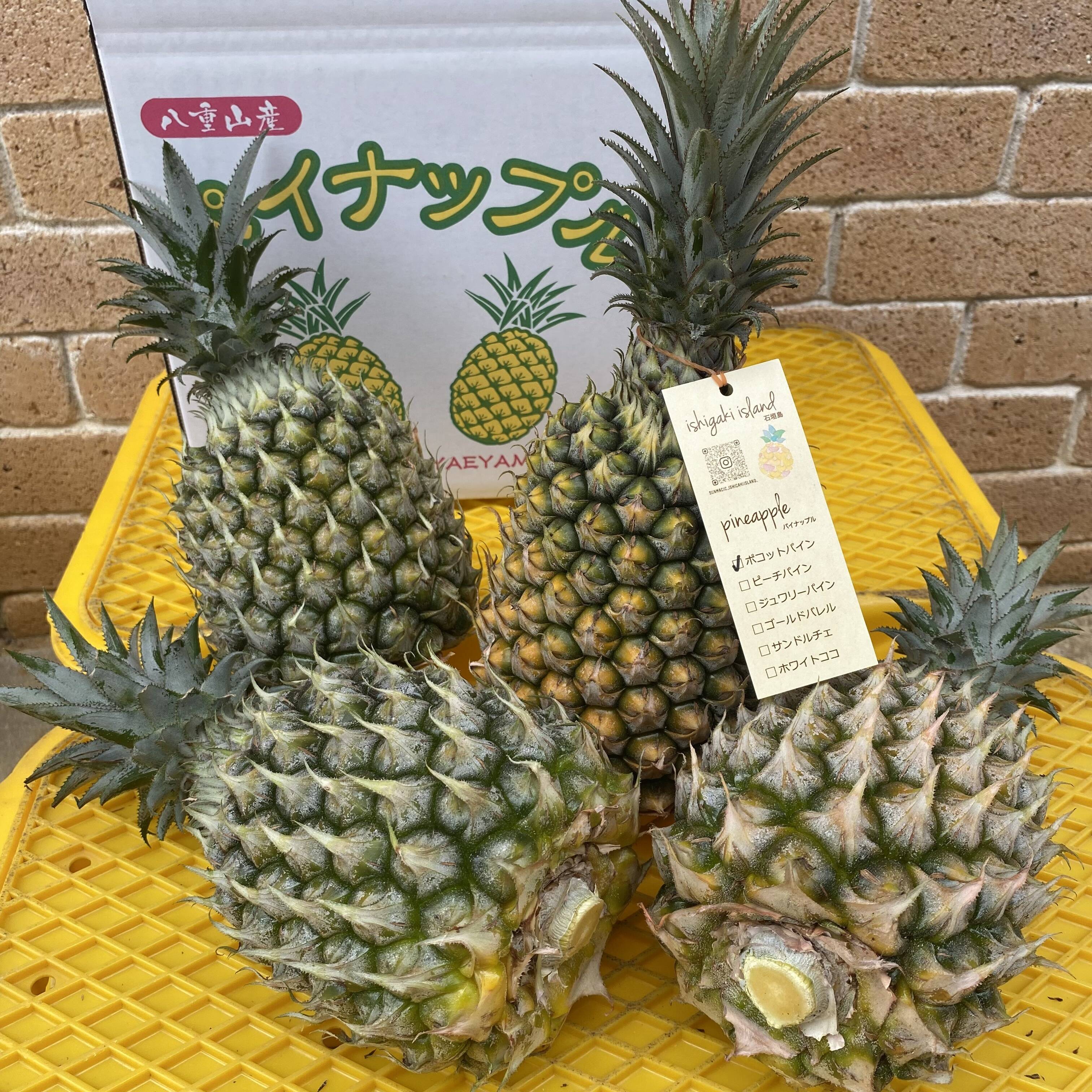 石垣島 ポコットパイン（スナックパイン）目安4.5kg（大玉4玉）：沖縄