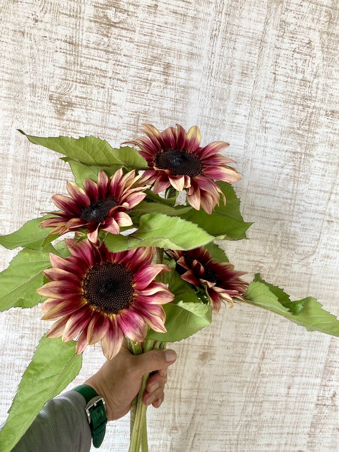 花農家直送！！ひまわり85本❀ ds-kanai-sunflower-bundle2-mix