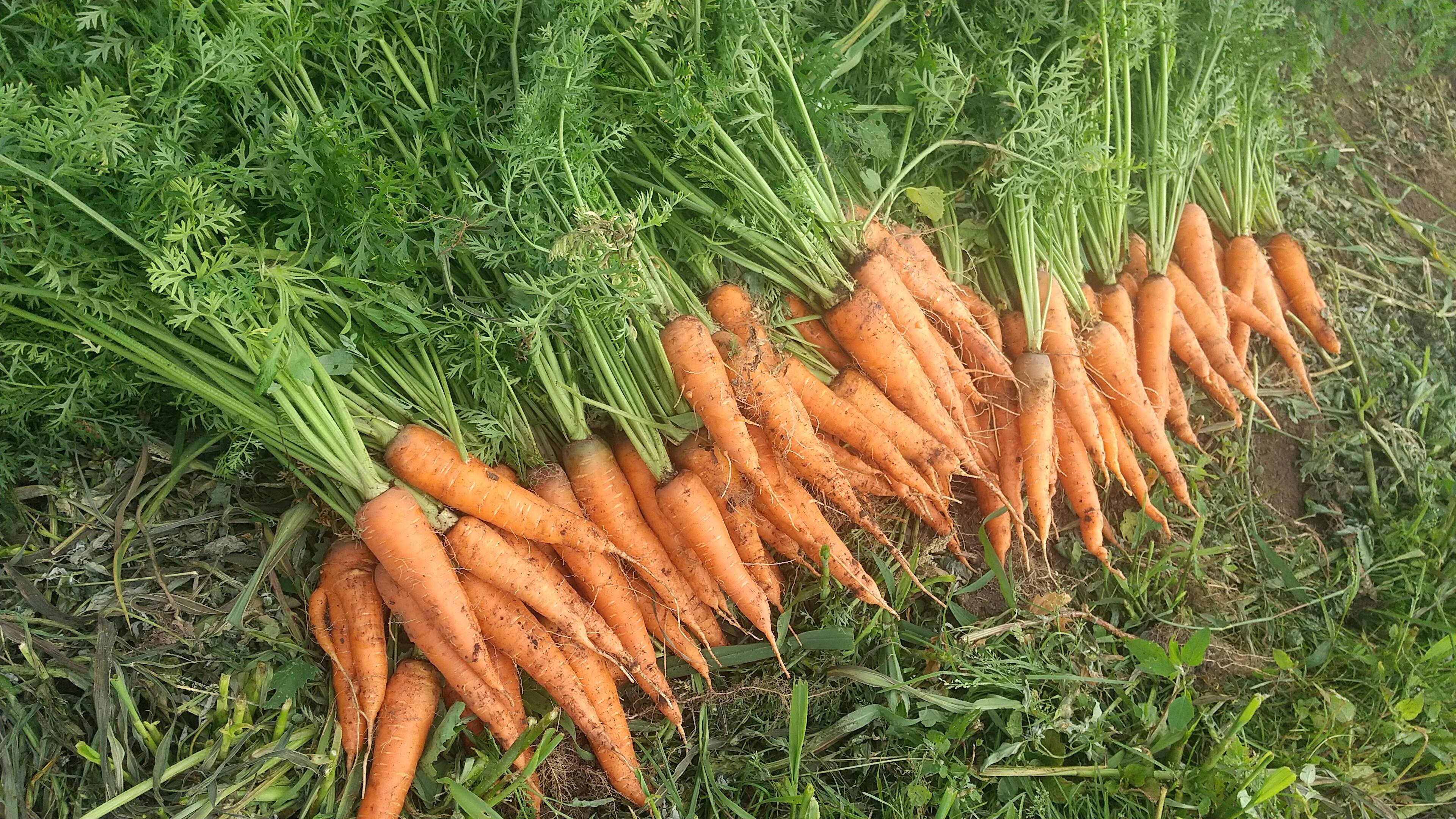 21人気新作 自然栽培で育てた人参の葉250g Supermae1 Ohanaboechat Com Br