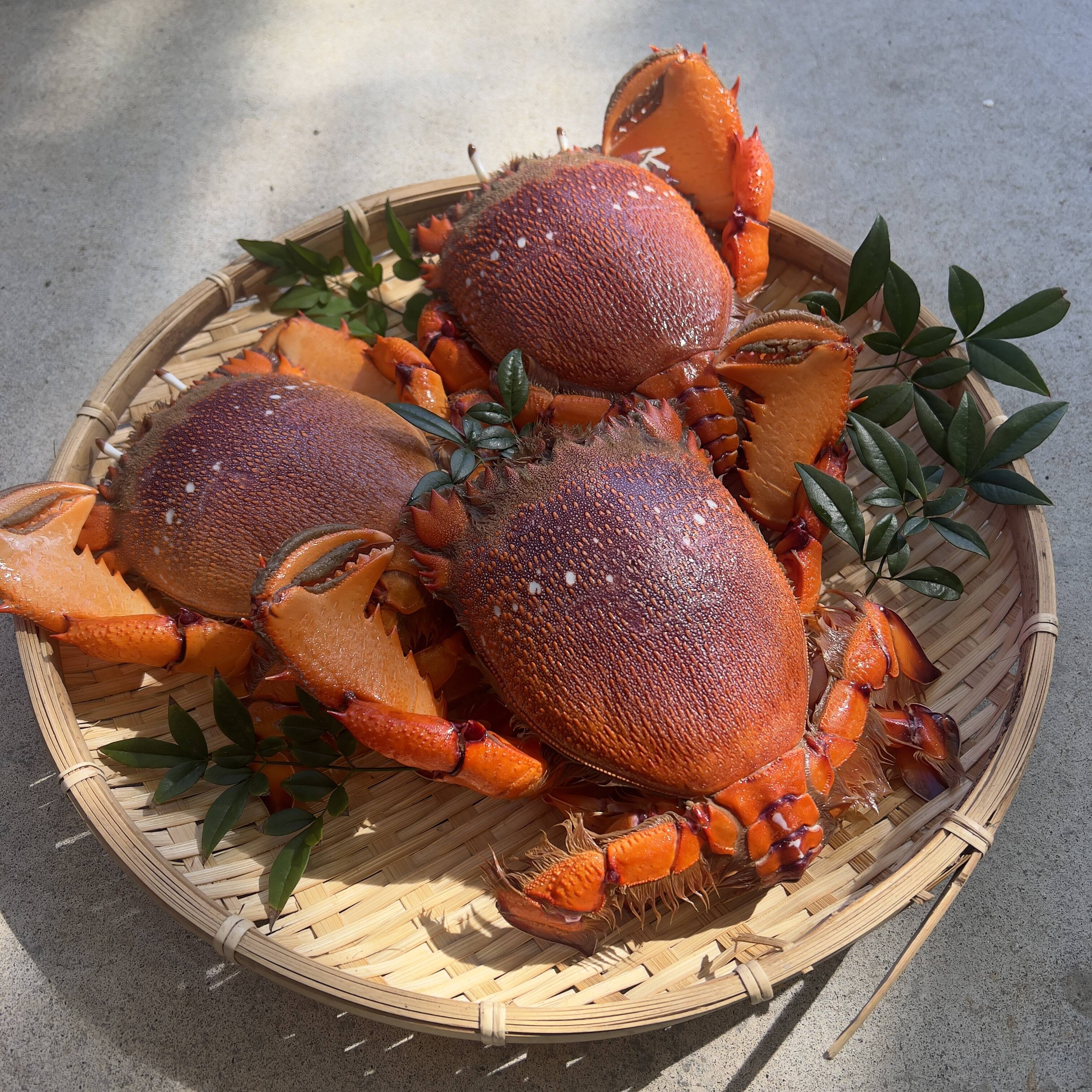 特大】ボリューム満点！宮崎県産アサヒガニ （1kg）：宮崎県産の