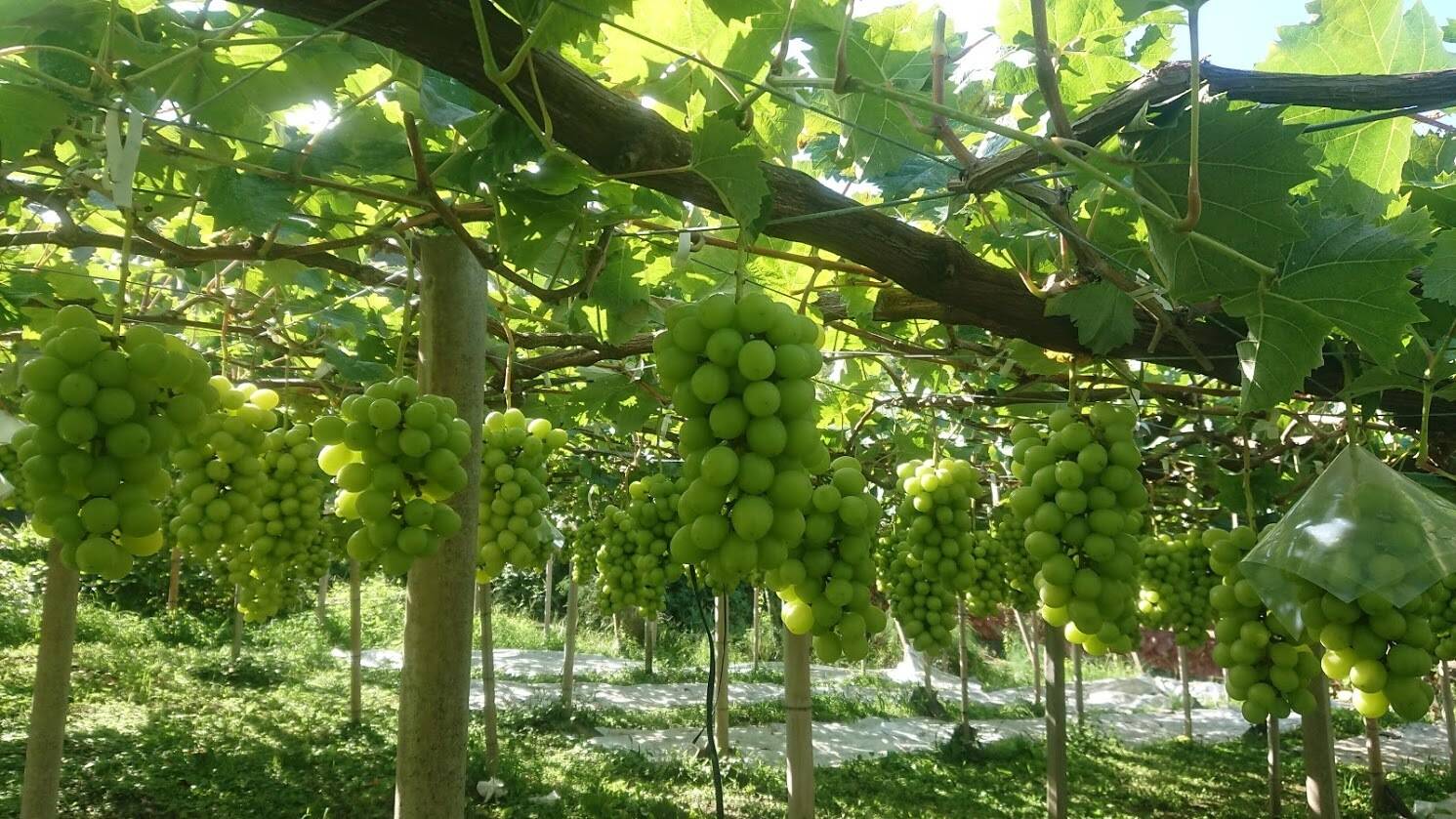 平井利右衛門へのレビュー・商品：山梨県｜食べチョク｜産地直送(産直)お取り寄せ通販 - 農家・漁師から旬の食材を直送