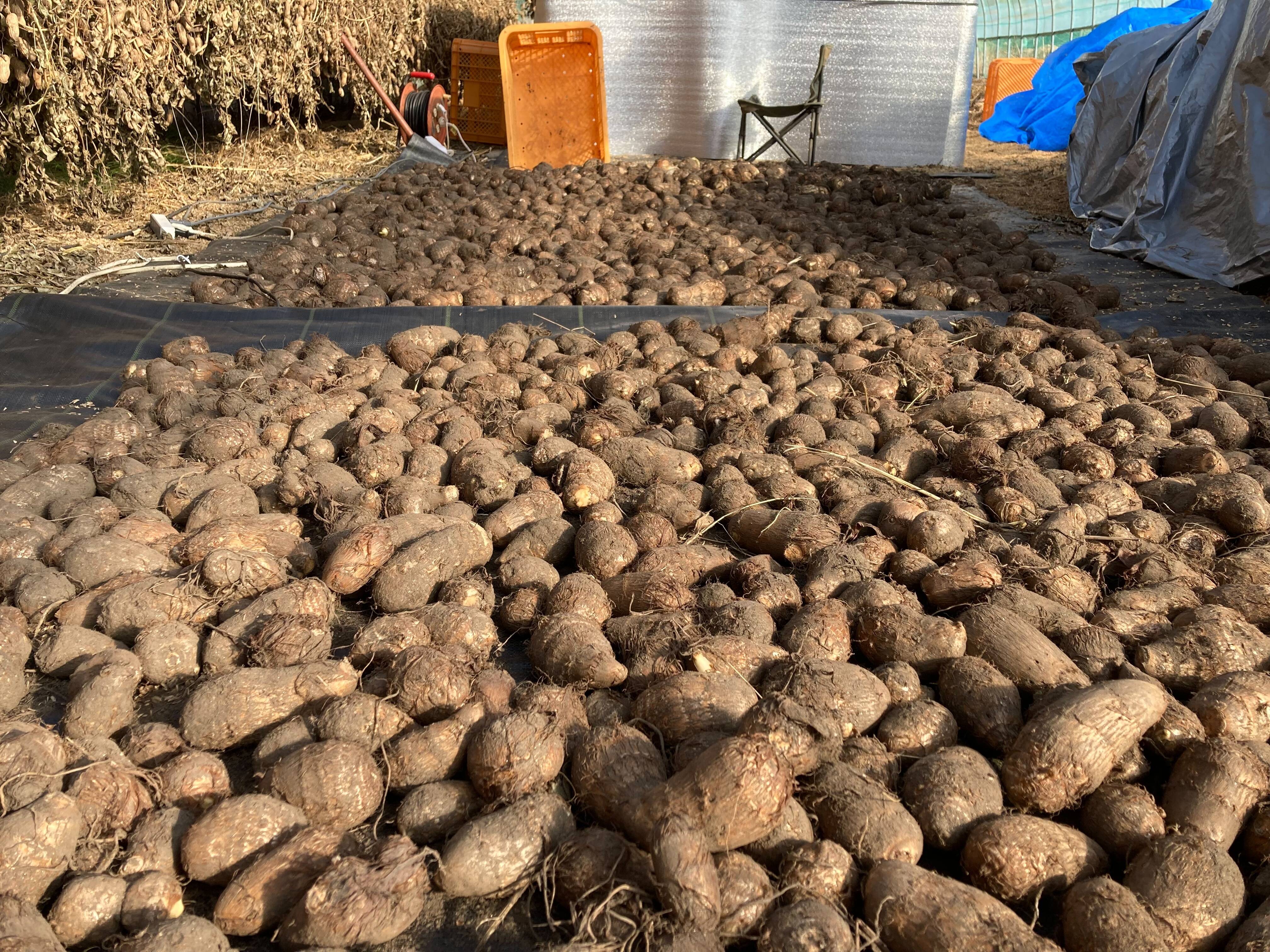 自然栽培】 里芋（土垂）10kg 農薬不使用・無肥料栽培 S～3Lサイズ