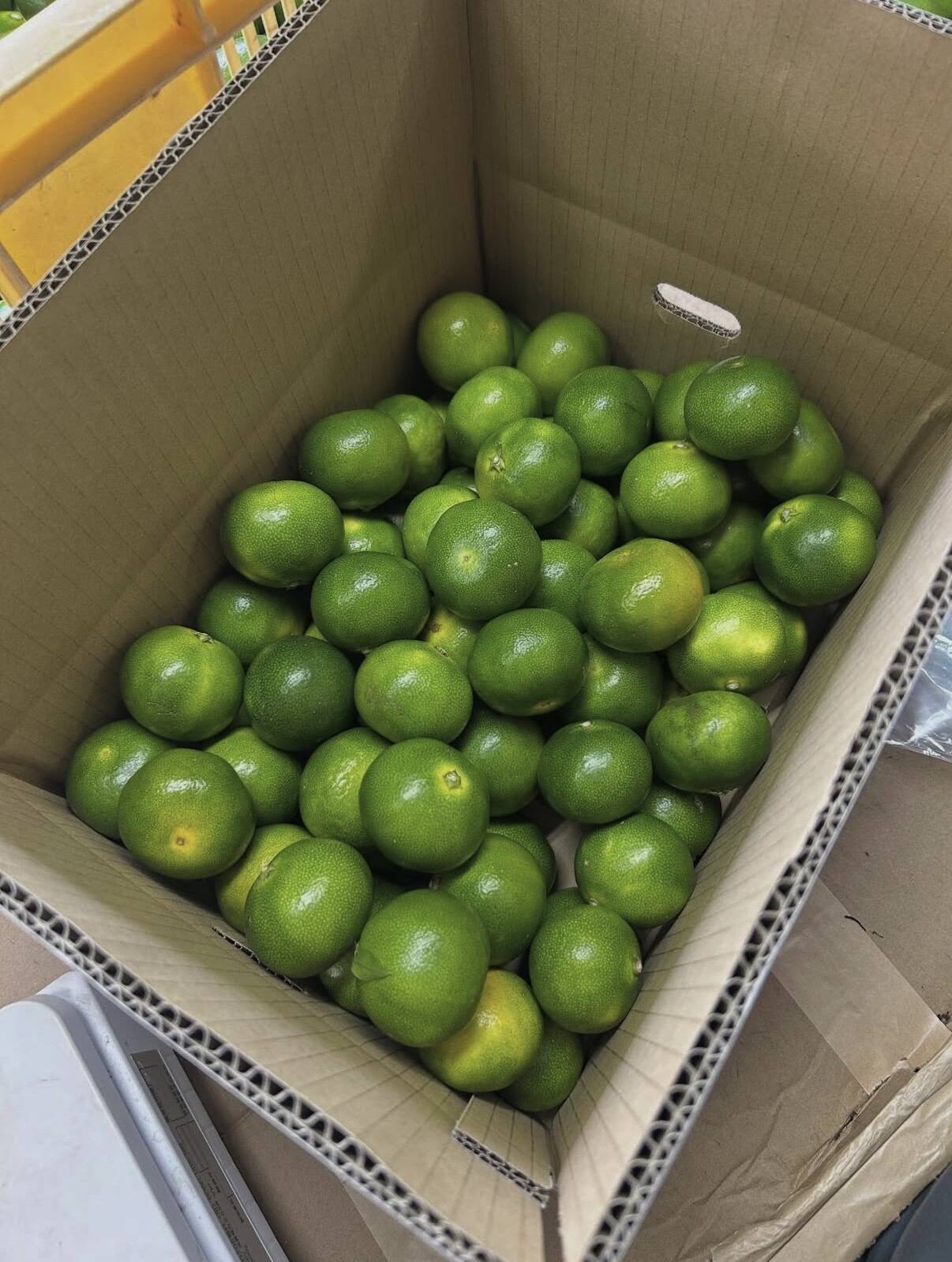 訳あり3Sサイズ 緑だけど甘い！和歌山県産YN26 (5kg)：和歌山県産の