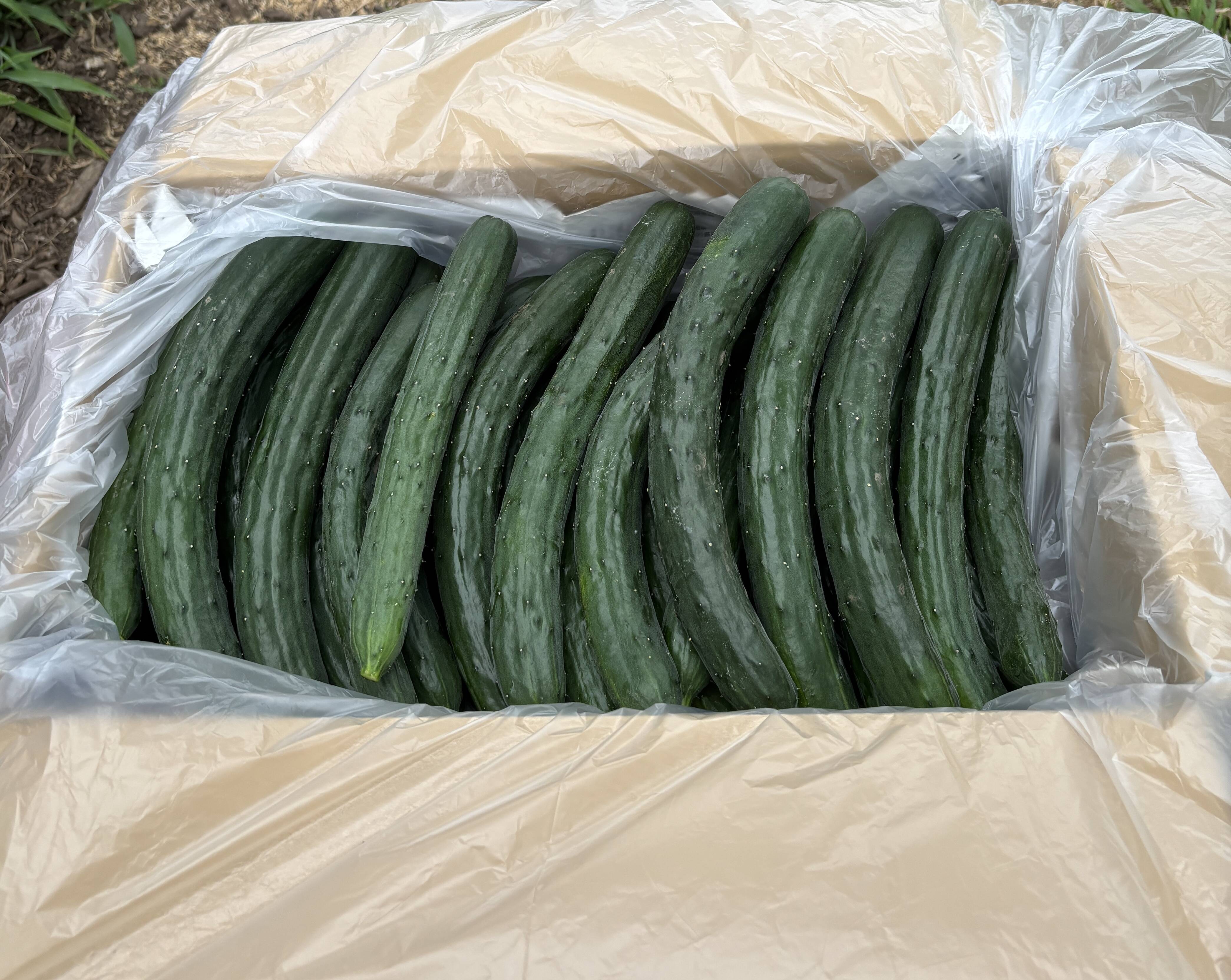 eccfdd341da8e216f624485d10d887