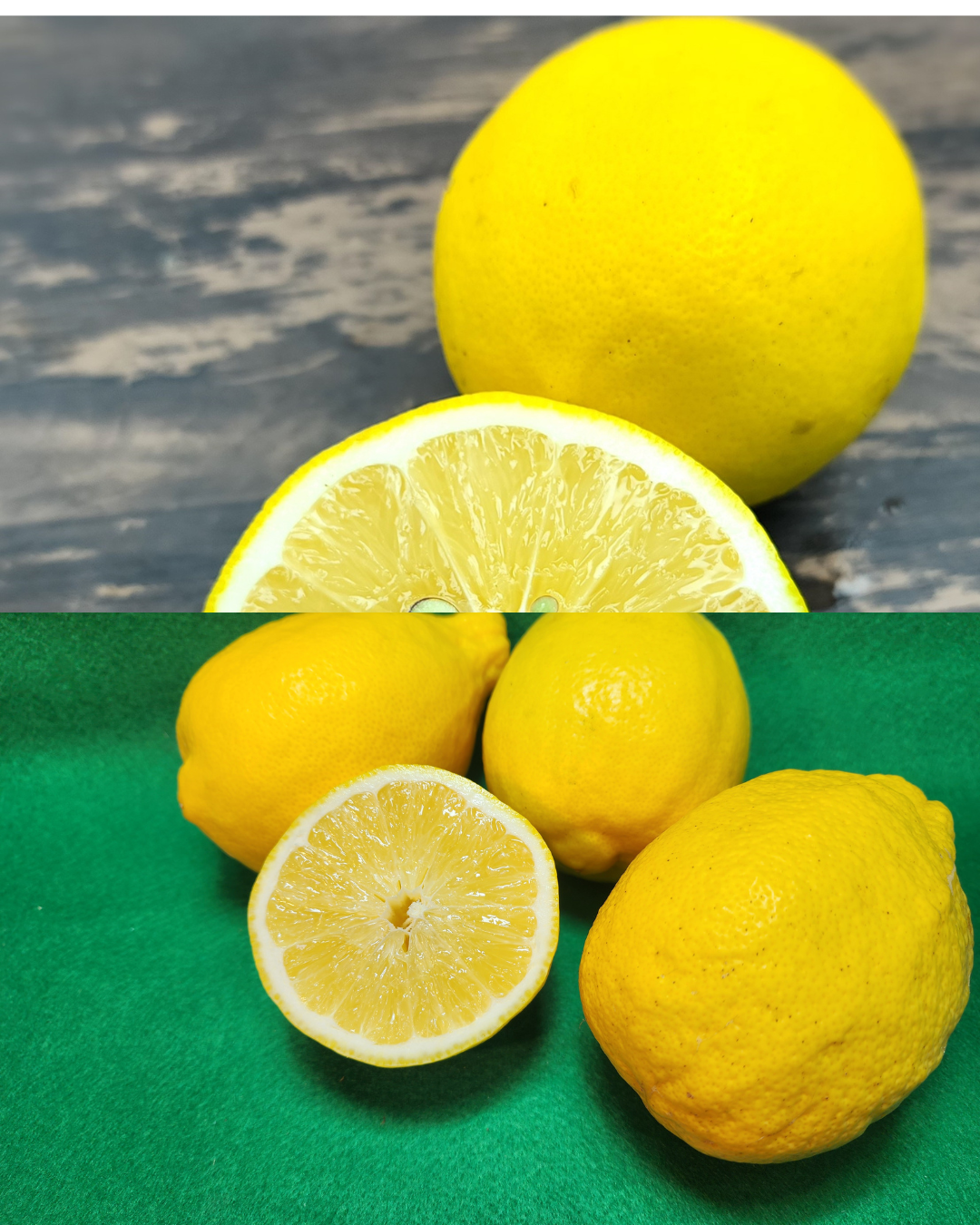 こぶみかん6 &マイヤーレモン２点セット 箱込約2㌔×2セット 種なしレモンとマイヤーレモン食べくらべ （種なし