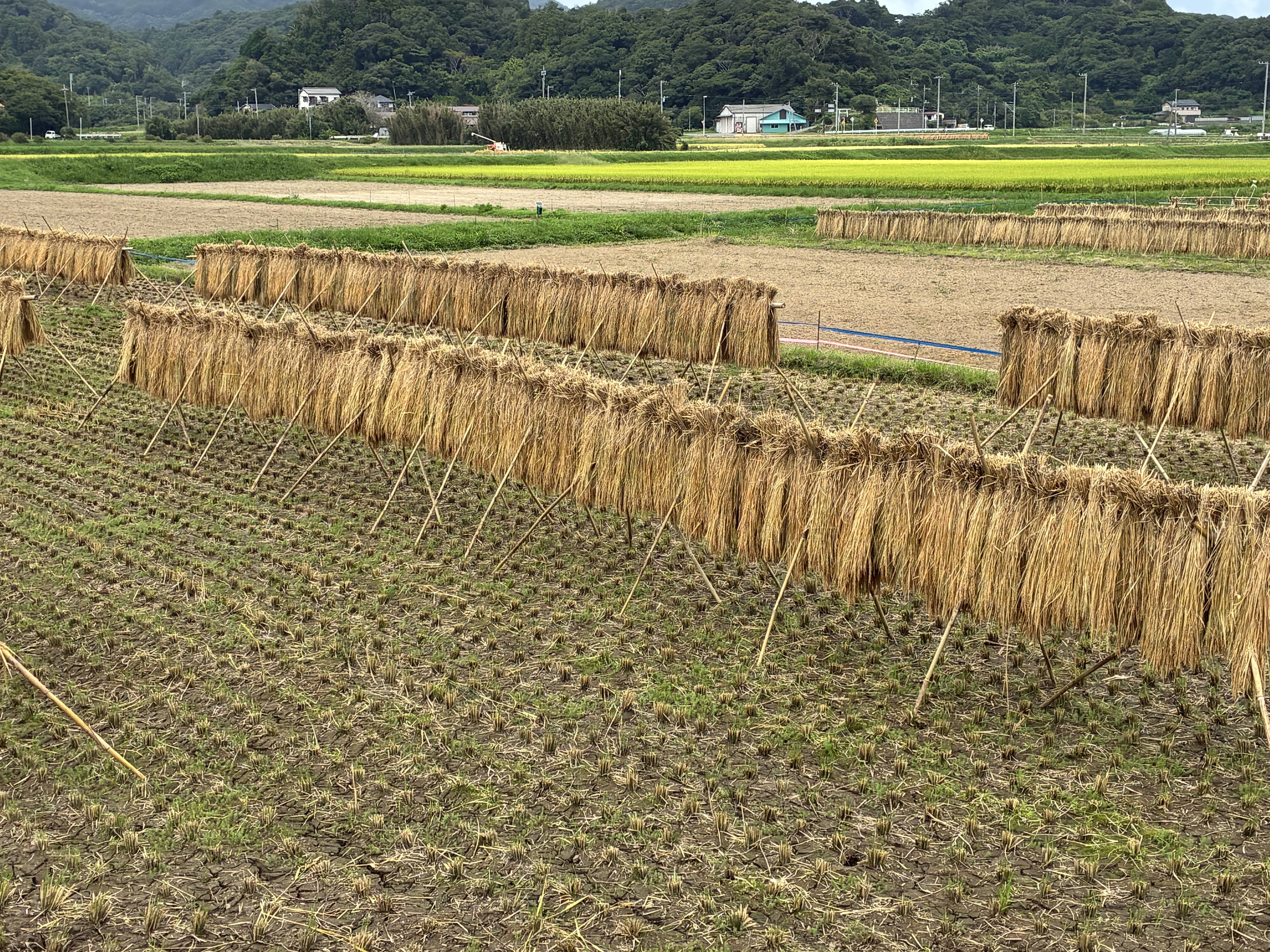 令和8年産】天日干し・自然栽培 ひとめぼれ白米8kg：千葉県産のお米