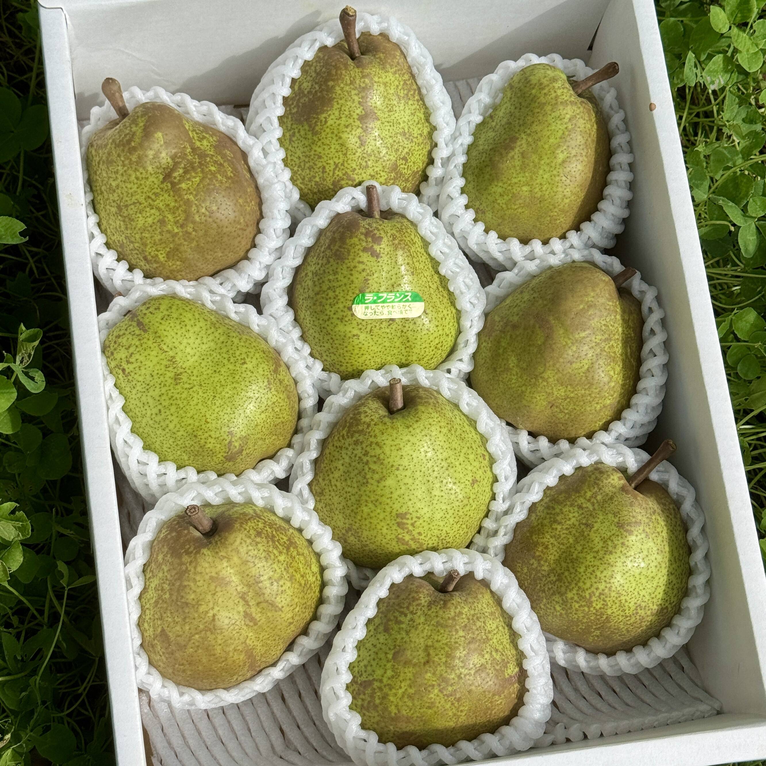 ラフランス専業農家が贈る?】ラ・フランス 3kg 特秀 10玉入り：山形県 