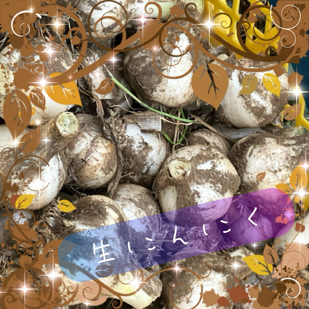 埼玉県産！訳ありだけど甘みがあって美味しい。フレッシュな生にんにく