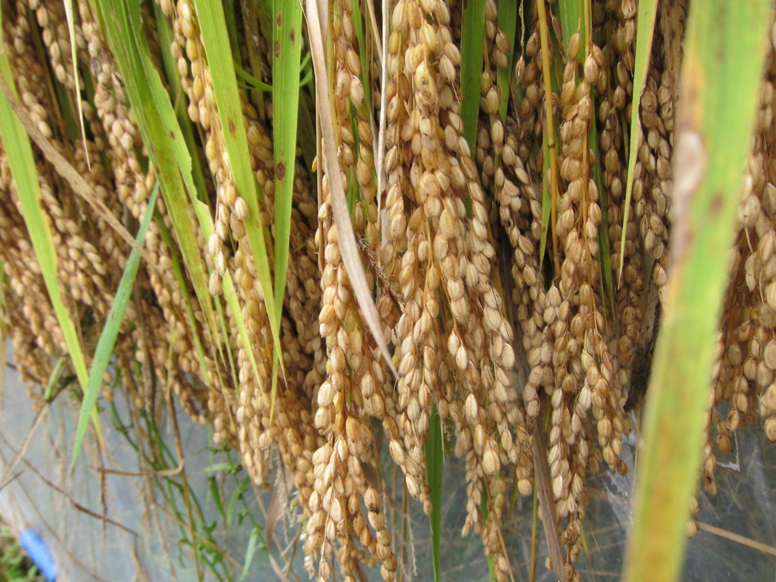 令和6年産新米】ササニシキ白米5kg☆天日干し・自然栽培：静岡