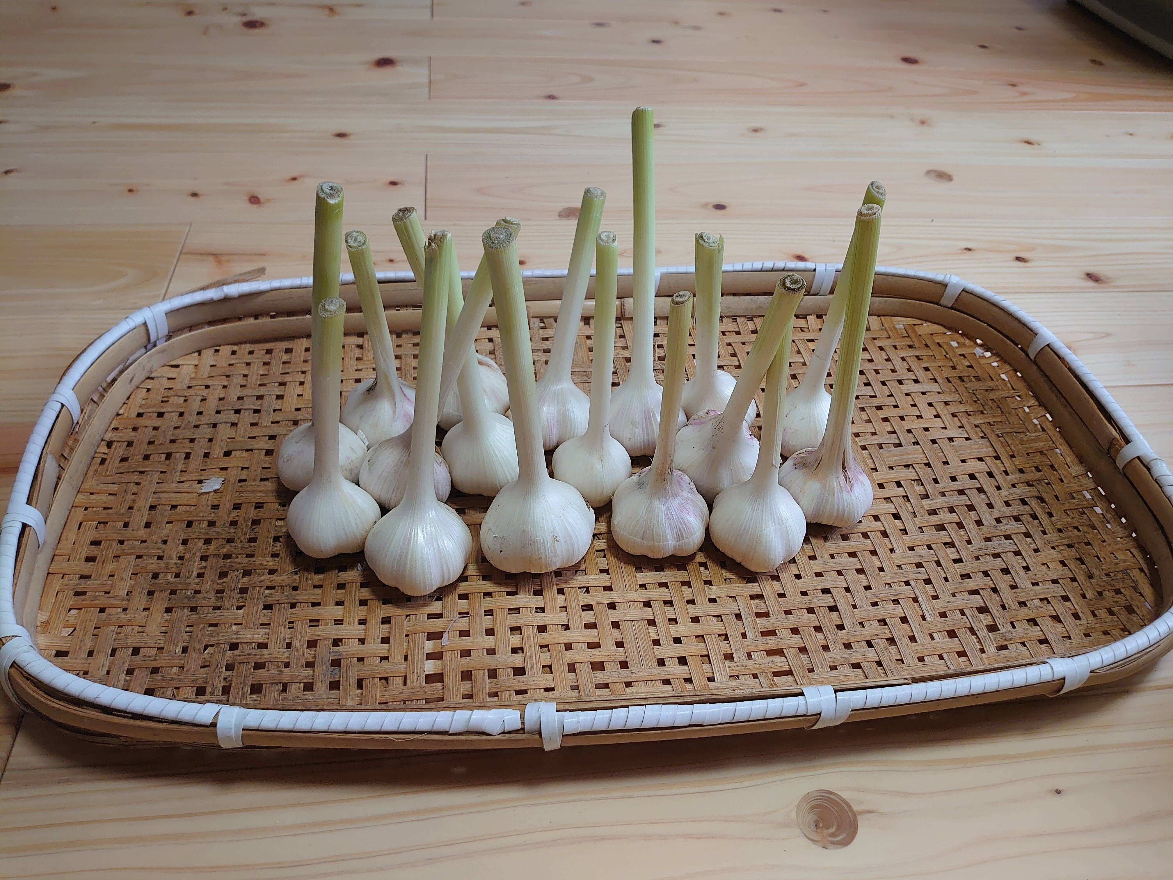 初物新ニンニク1kg(20玉〜25玉 MSｻｲｽﾞ)熊本産(くまモンブランド