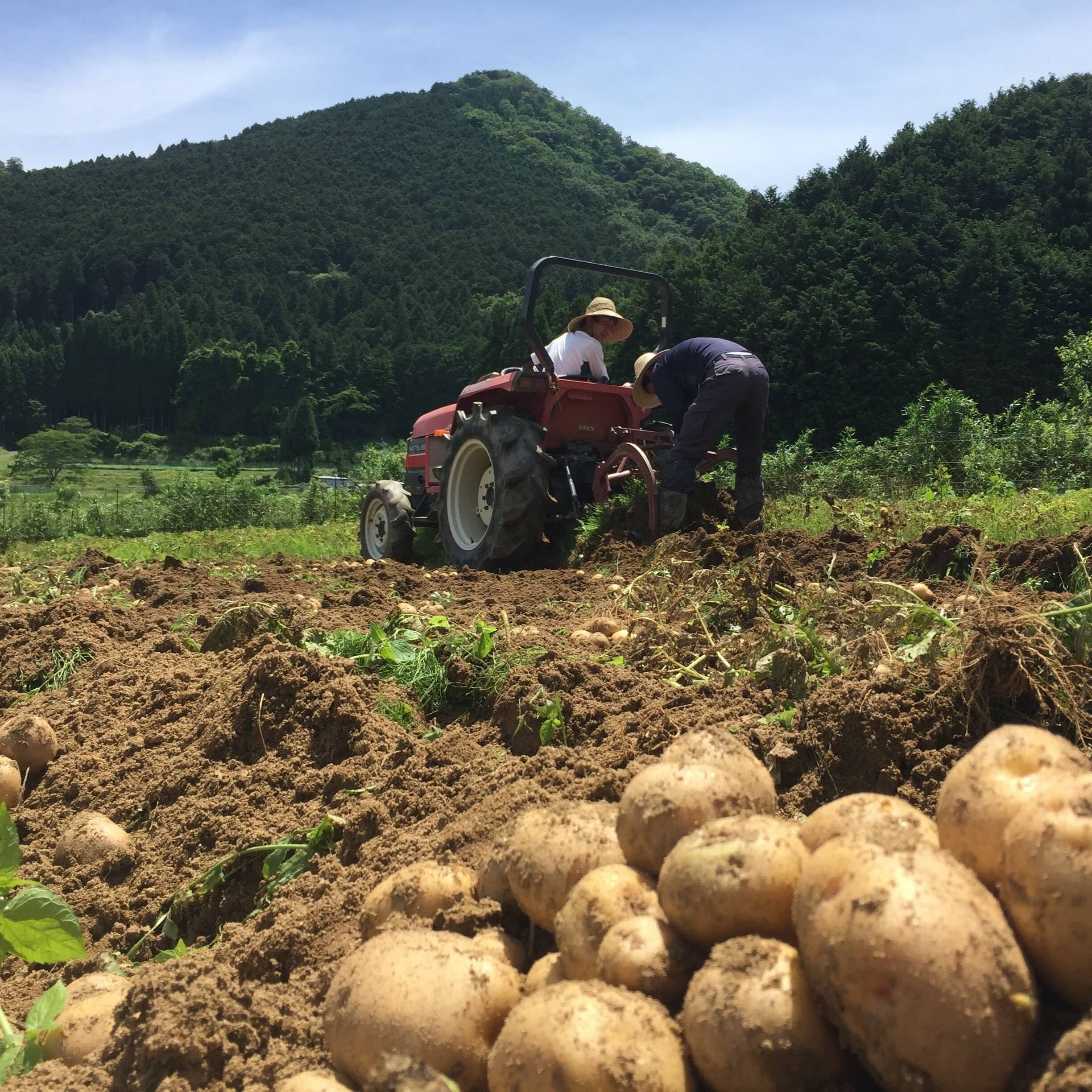 夏もゴロゴロカレーが食べたい 有機ジャガイモ 男爵 お得な10kg 奈良県産 食べチョク 農家 漁師の産直ネット通販 旬の食材を生産者直送