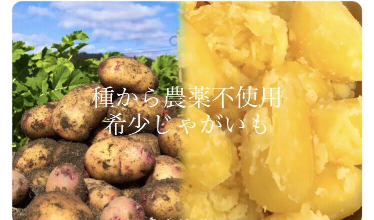 露路栽培広島県五日市産 農薬不使用露地栽培小さめじゃがいも(皮ごと美味しい！)１キロ