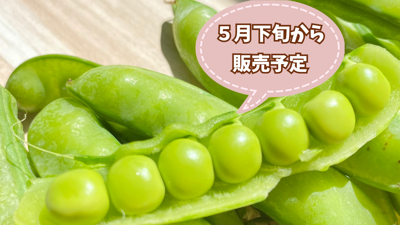 【中島】スナップ5kg＋グリーンピース3kg（同梱・4/3着） 自然農 グリーンピース BIG FAMILY FARM (佐賀県産) 豆類通販 - たべる