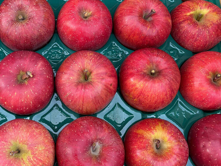 予約商品》11月中旬～ 訳あり サンふじ 5キロ箱 12～18玉 長野県