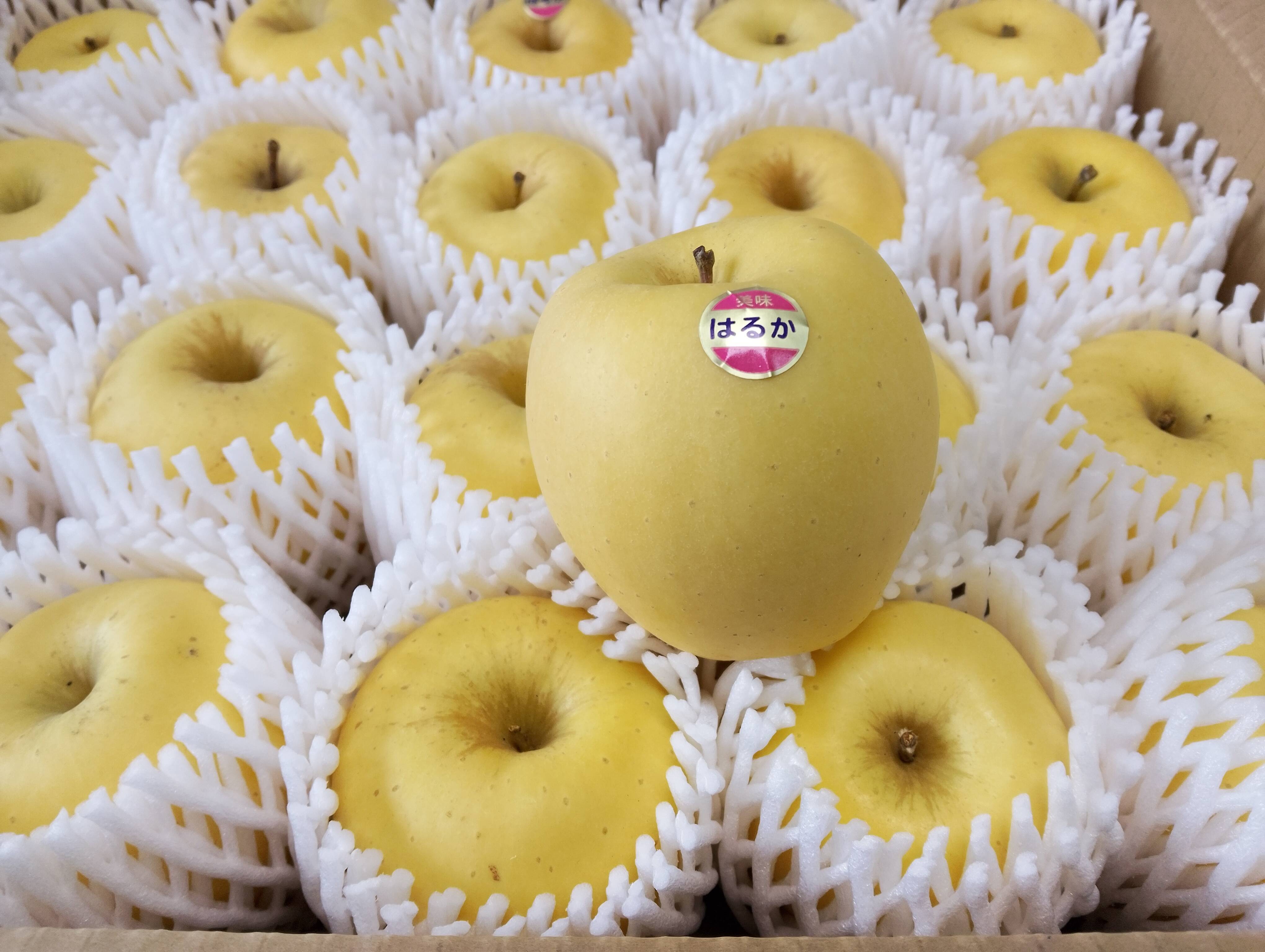 岩手・紫波長岡果樹園】岩手発希少品種🍏特別栽培「はるか」5kg（20玉