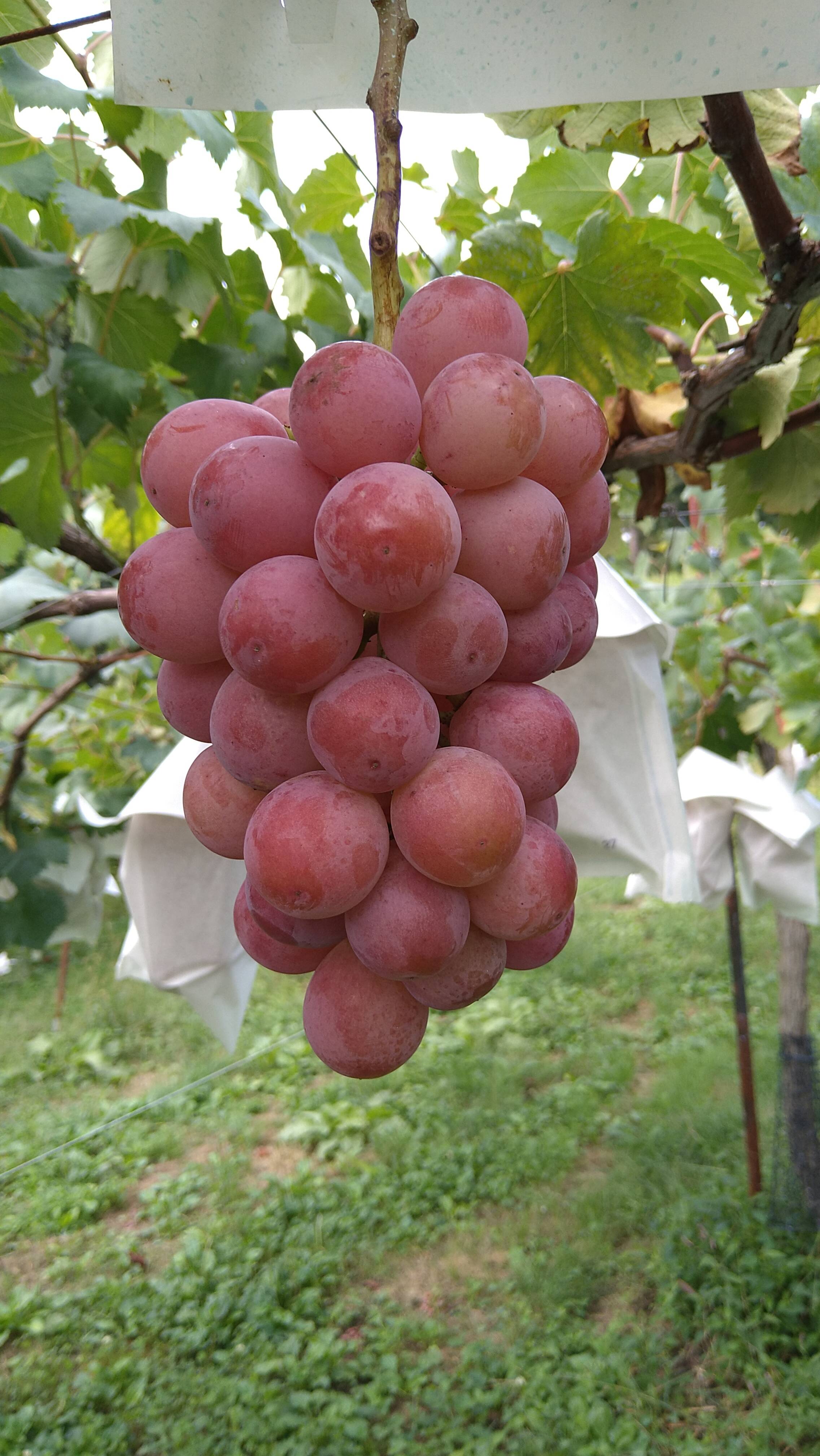 最終販売🍇【家庭用】 王妃クイーンニーナ 3-6房：山形県産のクイーン