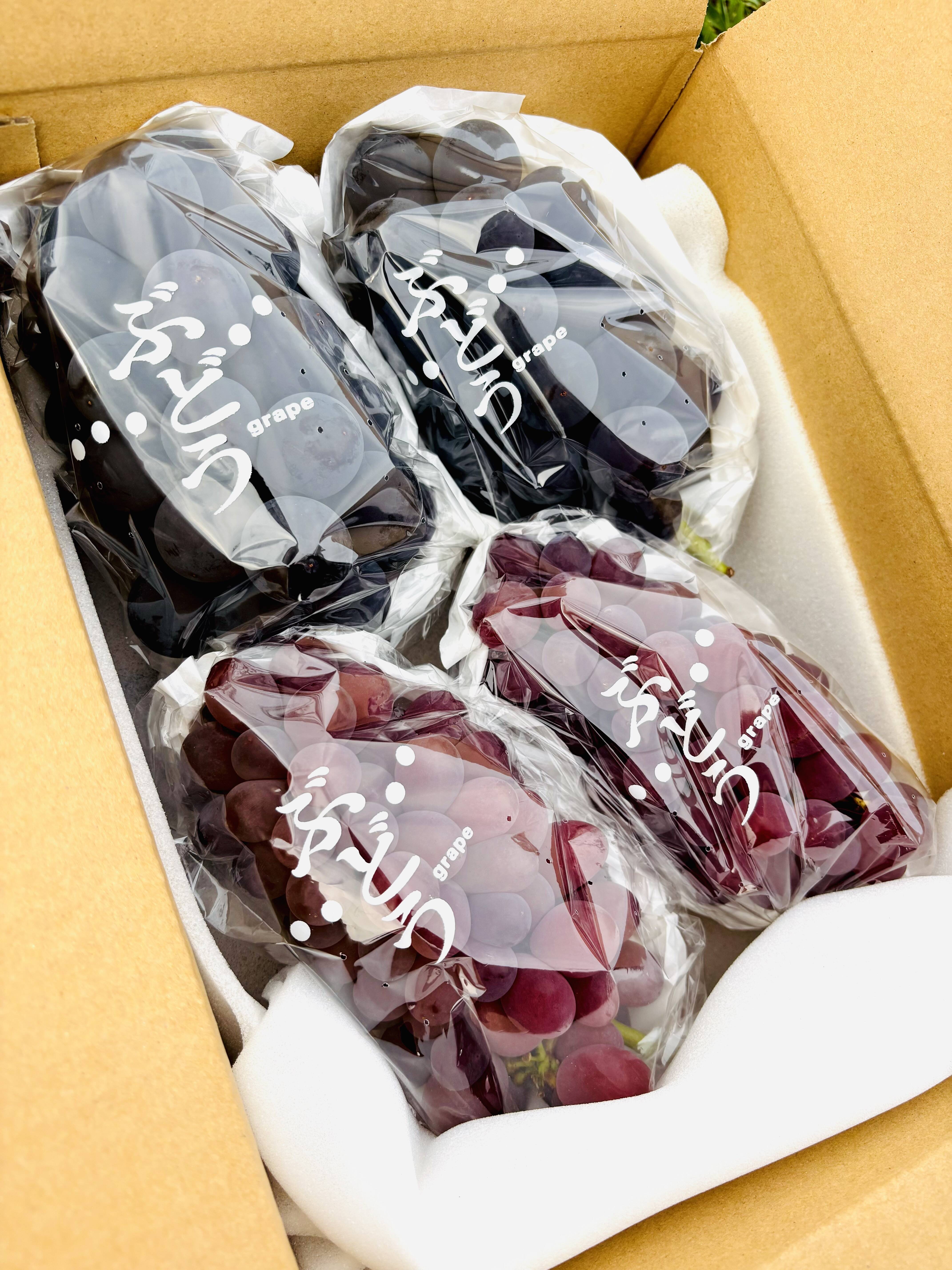 巨峰・サニールージュ各2房セット：山梨県産の巨峰｜食べチョク｜産地