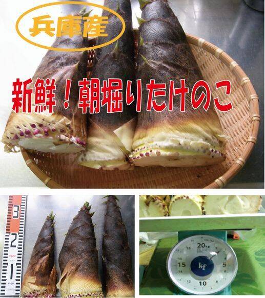 愛知産 朝堀新鮮たけのこ 約２０キロ 収穫出来次第で即日発送！ 最短発送】兵庫産朝掘りたけのこ2.6kg：兵庫県産のその他たけのこ
