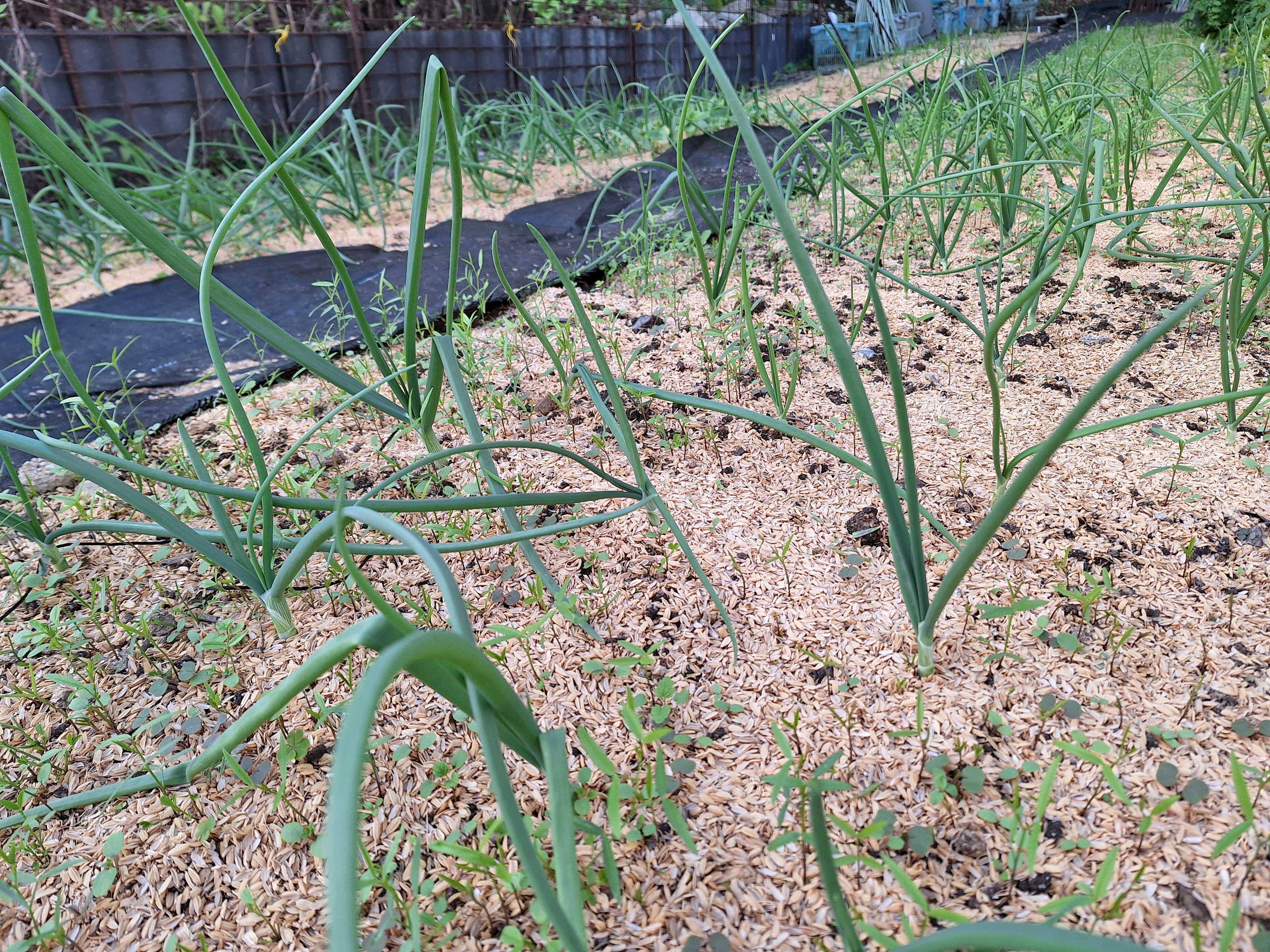今日から玉ねぎ苗を植え始めました｜食べチョク｜産地直送(産直)お