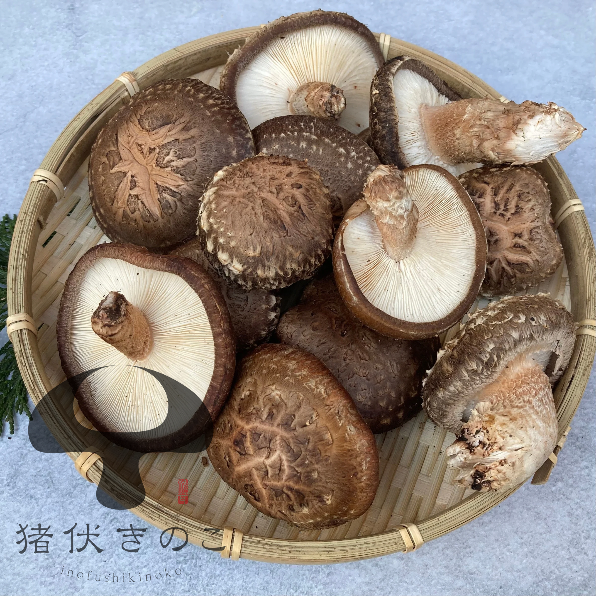 肉厚の原木椎茸 約900g 生しいたけ 原木しいたけ：大分県産のシイタケ