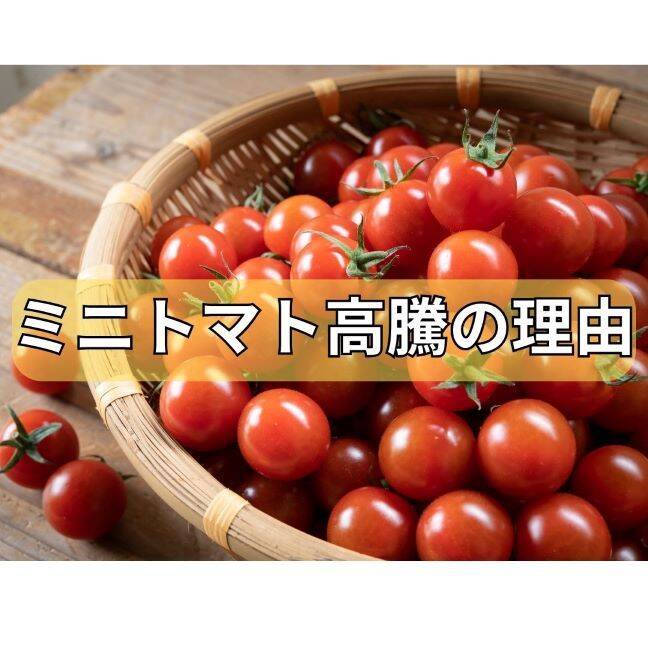 今秋、ミニトマトが高騰している理由｜食べチョク｜産地直送(産直)お取り寄せ通販 - 農家・漁師から旬の食材を直送