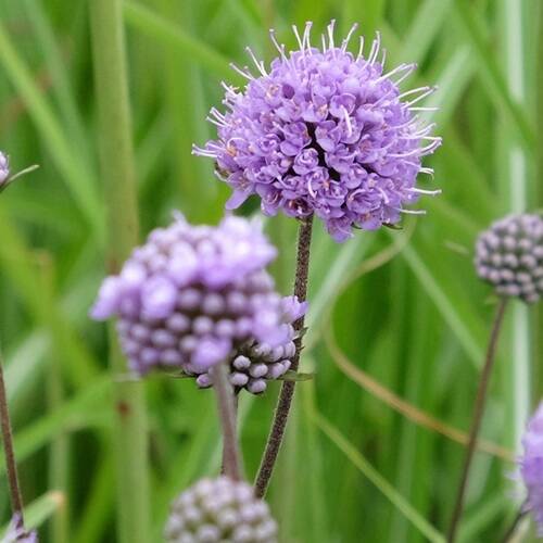 2個セット サクシセラ プラテンシス ブルーガーデン イングリッシュ