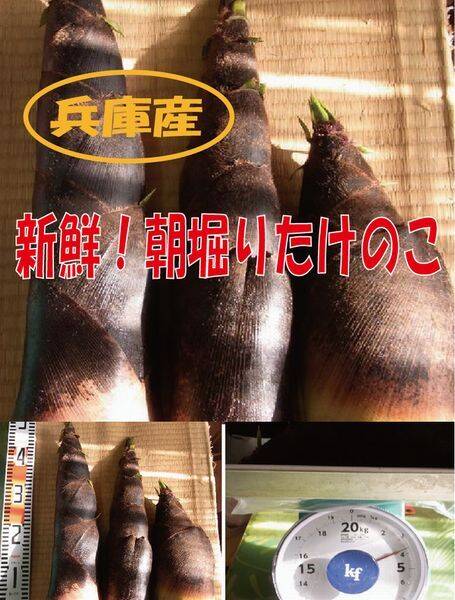 朝採れたけのこ、たくさん 朝採りタケノコの出荷が始まりました。 真っ暗なうちにヘッドライト