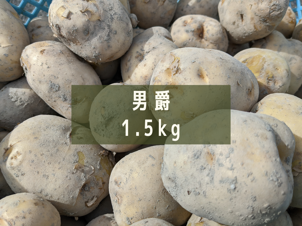 鹿児島産 新じゃがいも 箱込み約1.4kgになります！ 野菜 | noticiasdmv.com