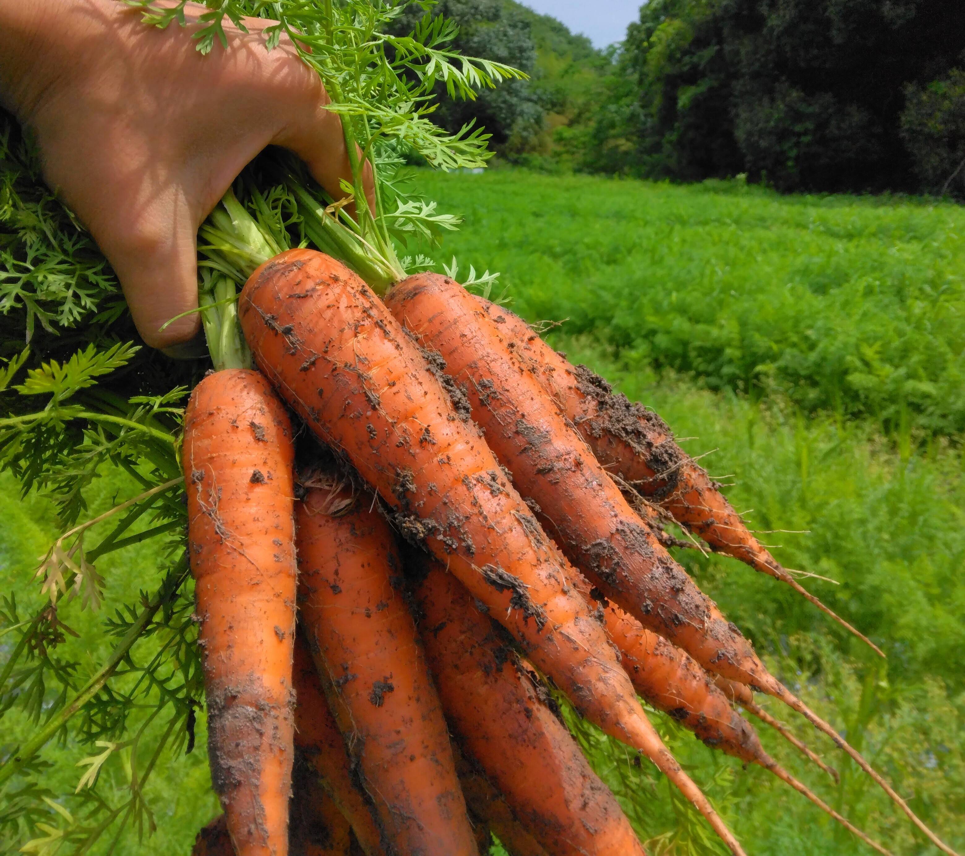 にんじん 楽天市場】【ふるさと納税】にんじん 5kg 特別栽培 人参 ニンジン 国産