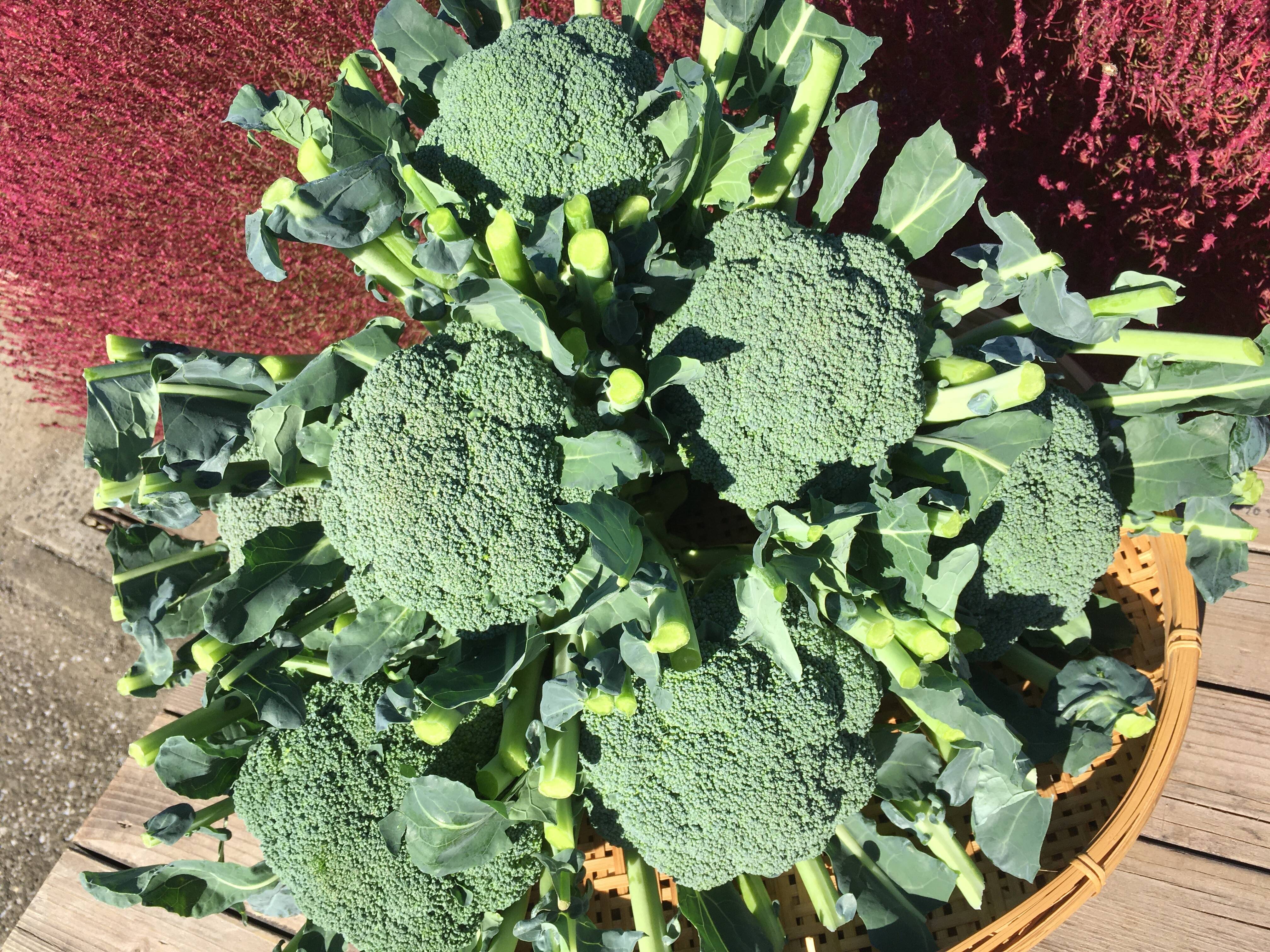 セール大特価！！深谷産ブロッコリー L～LL サイズ8本入り、数量限定