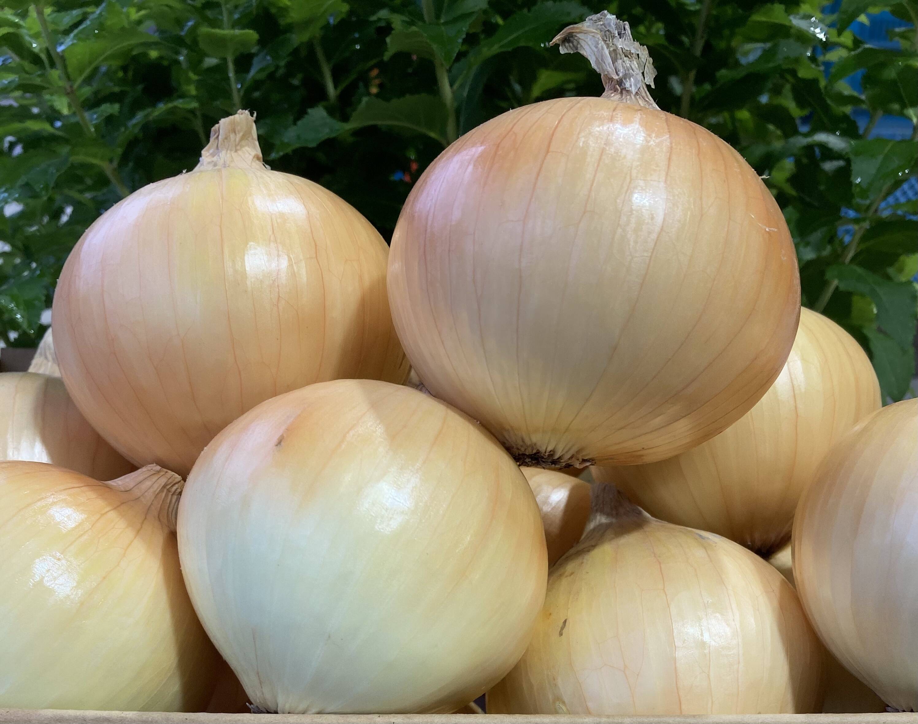 s.さん様専用ページ：兵庫県産の野菜｜食べチョク｜産地直送(産直)お