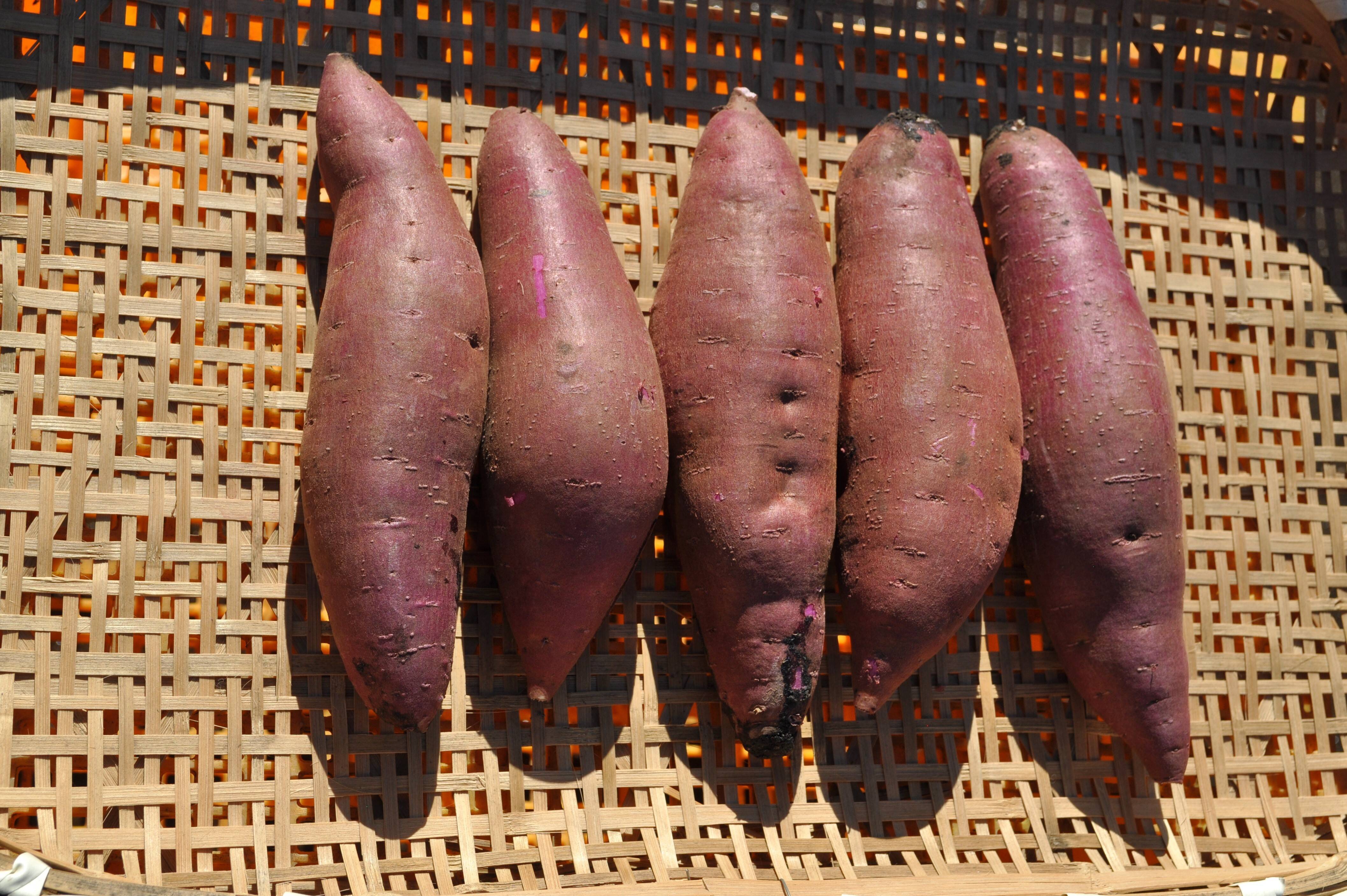 数量限定】ふくむらさき(5kg)熟成１ヵ月超えでお届け！(茨城県産