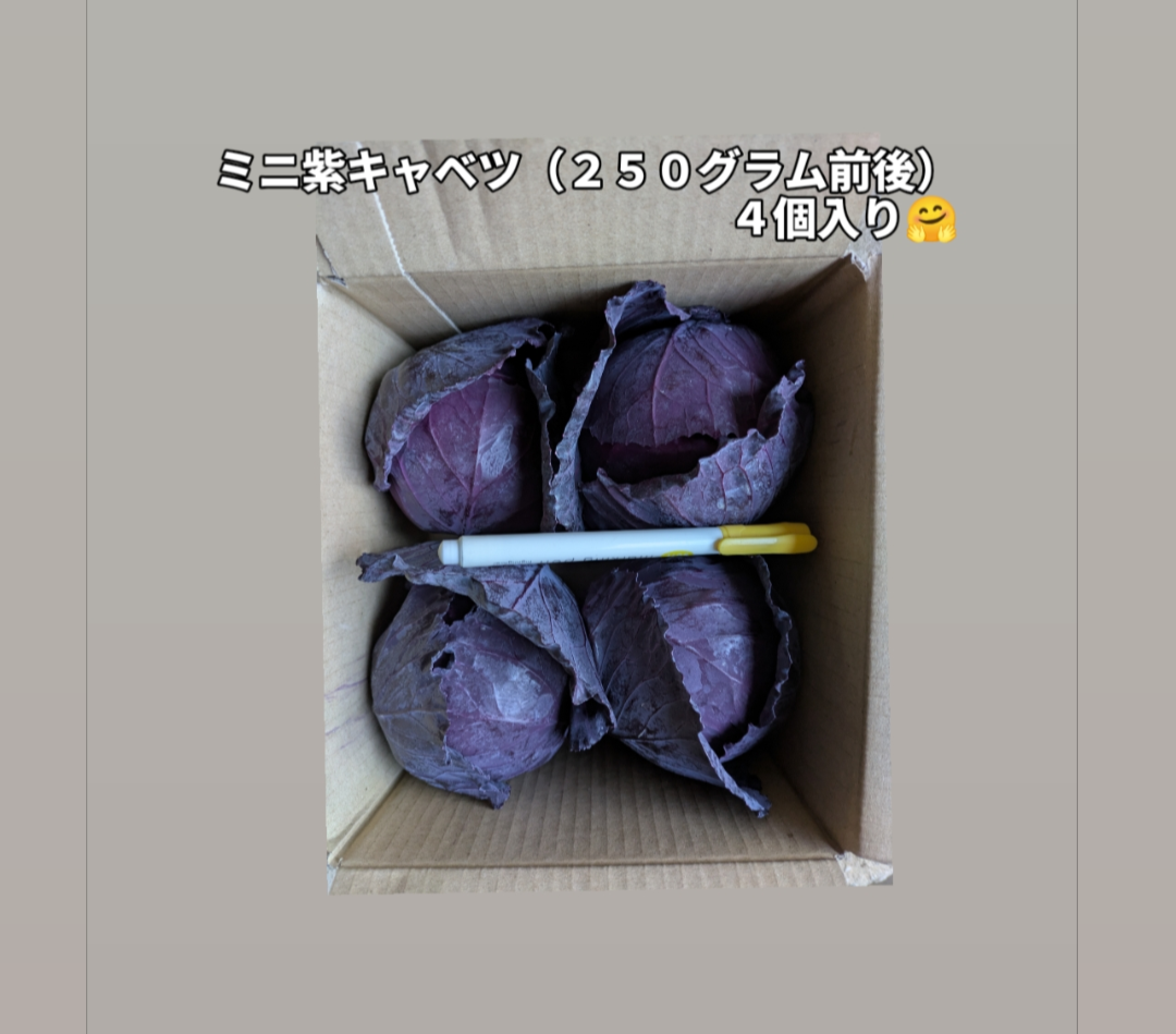 ミニ紫キャベツ 4つ：愛知県産の野菜｜食べチョク｜産地直送