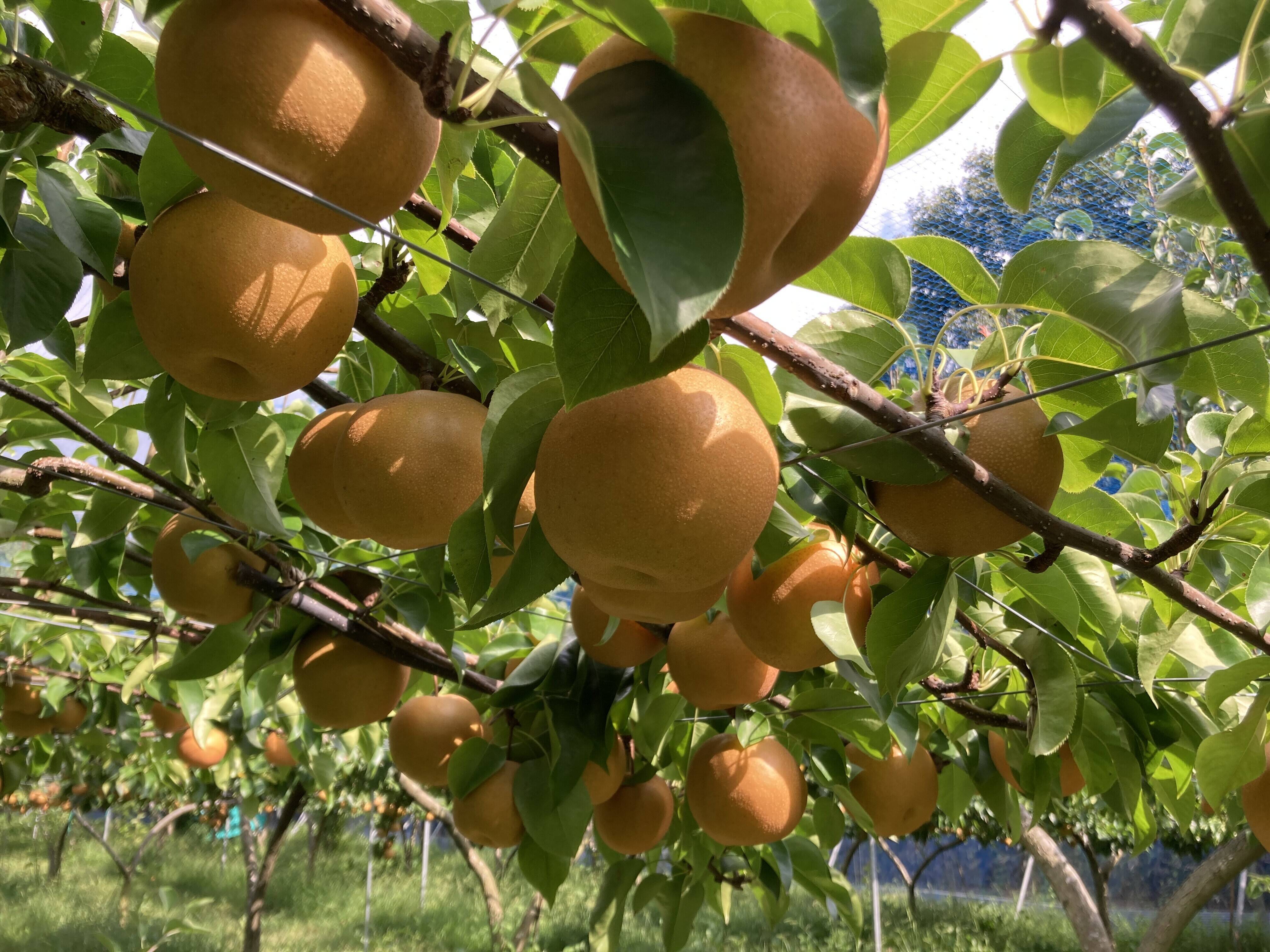 大和高原の梨 幸水5kg：奈良県産の幸水｜食べチョク｜産地直送(産直