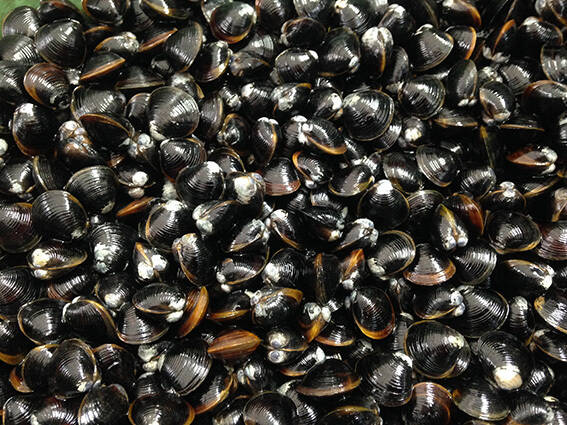 宍道湖しじみL3kg（砂抜き済）：島根県産のシジミ｜食べチョク