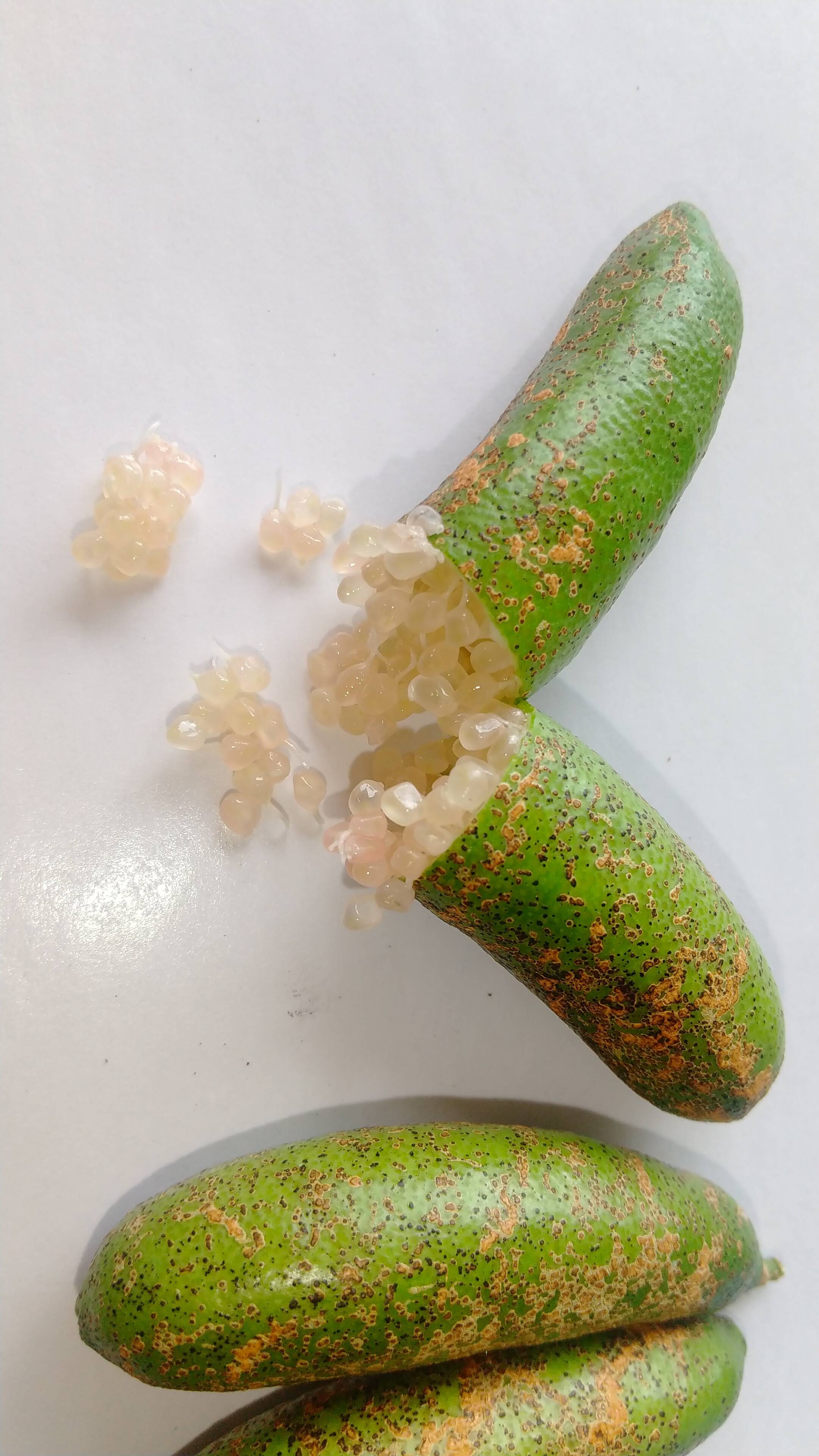 のん38さん　専用フィンガーライム4本セット 冷凍フィンガーライム 果肉色混合 50g 和歌山 観音山フルーツガーデン