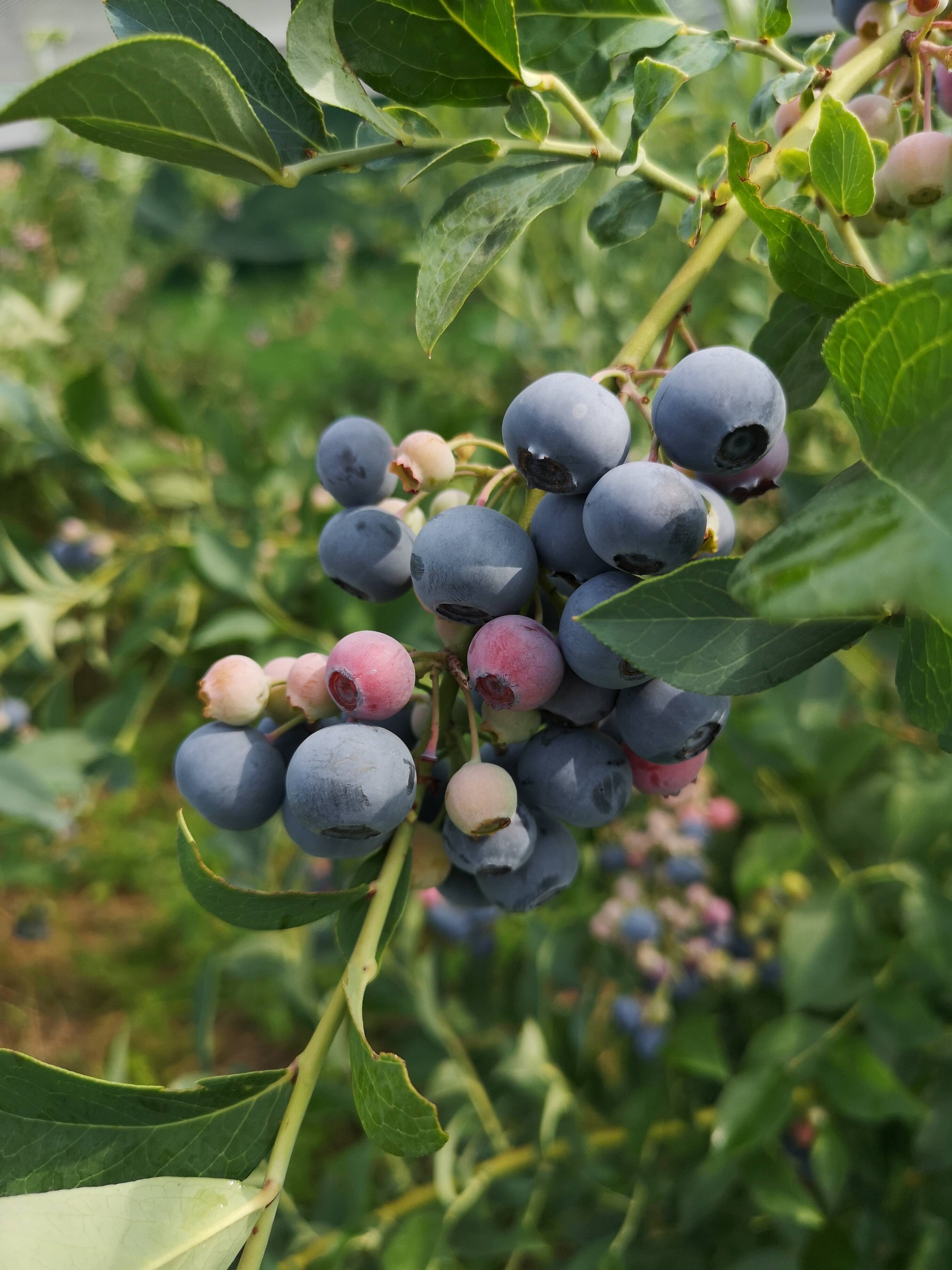 ラビットアイブルーベリー クライマックス - 愛知県岡崎市の観光ならブルーベリファームおかざき
