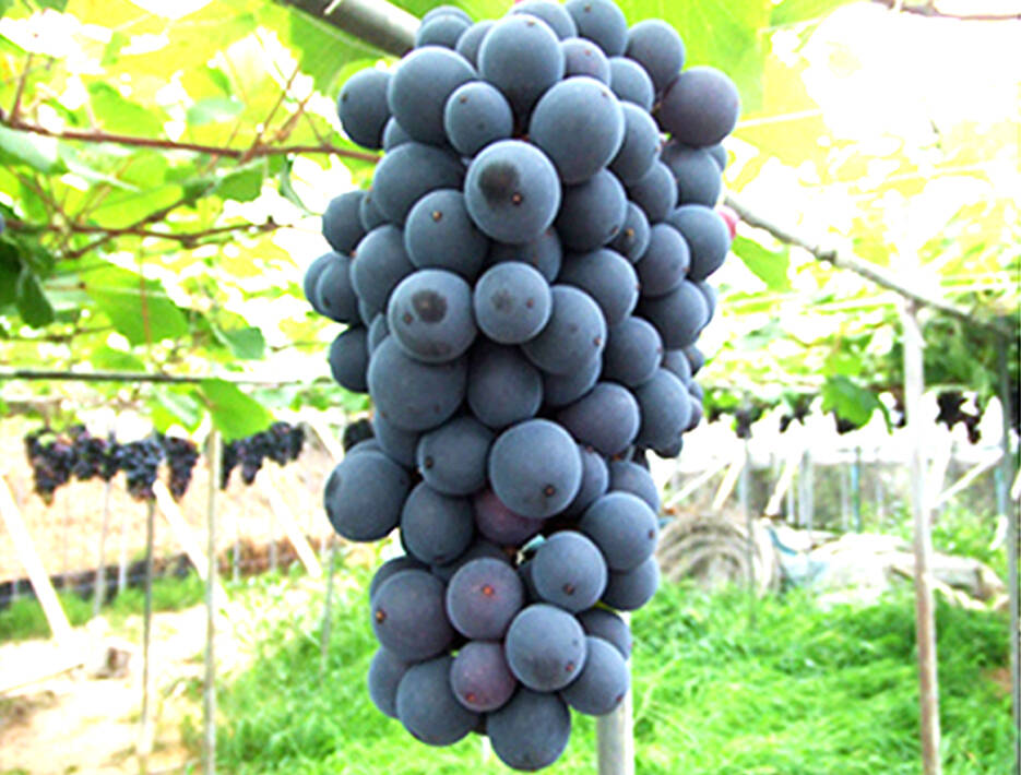 クール便発送】ニューベリーA 家庭用 岡山産 2kg 約4房～6房 訳あり