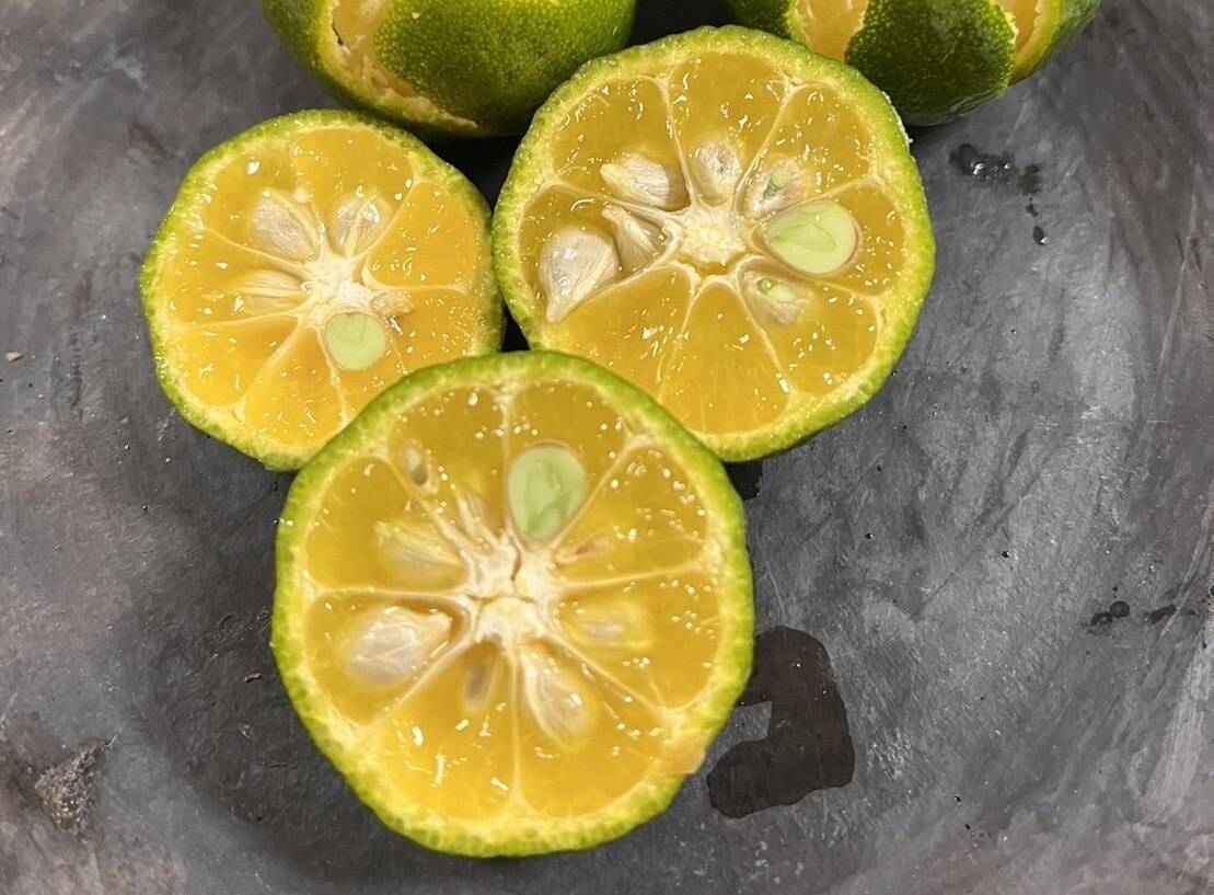 の*ん様 みかんの木（未成熟果実付き）シークワーサー みかんの木（未成熟果実付き）シークワーサー ストレート